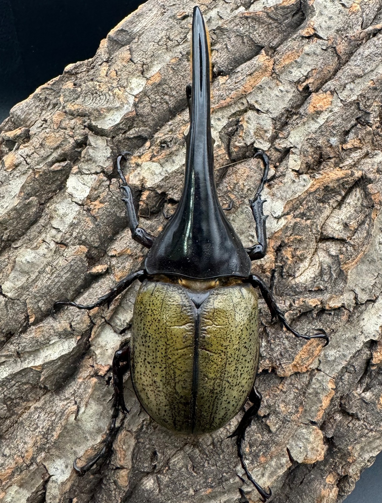 《ヘラクレス・ヘラクレス 135mm ペア》