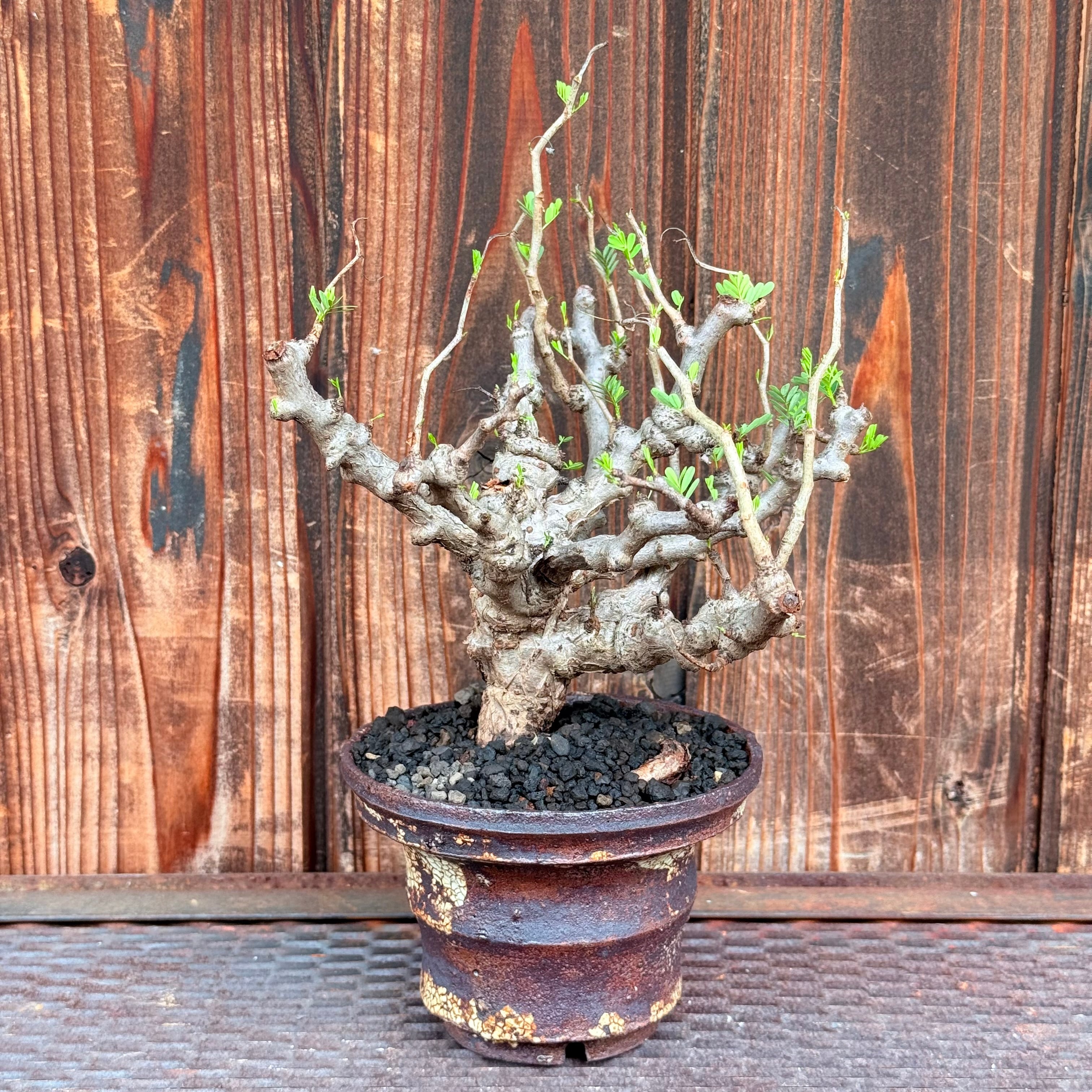 植物×作家鉢 【植え込み済み】 | A-PLANTS