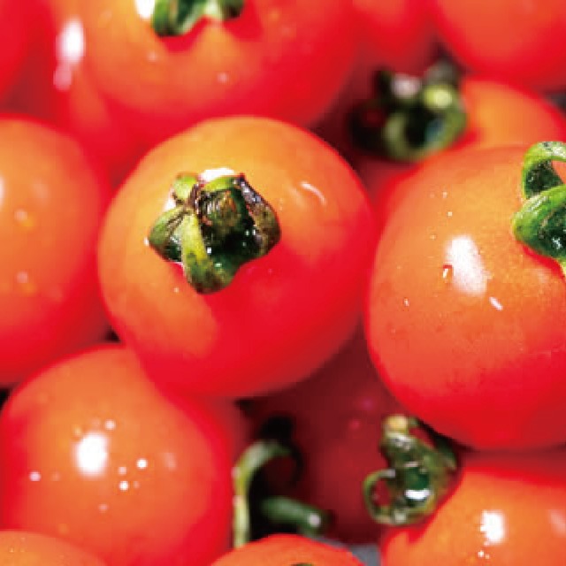 ミニトマト 【100g x 24パック】