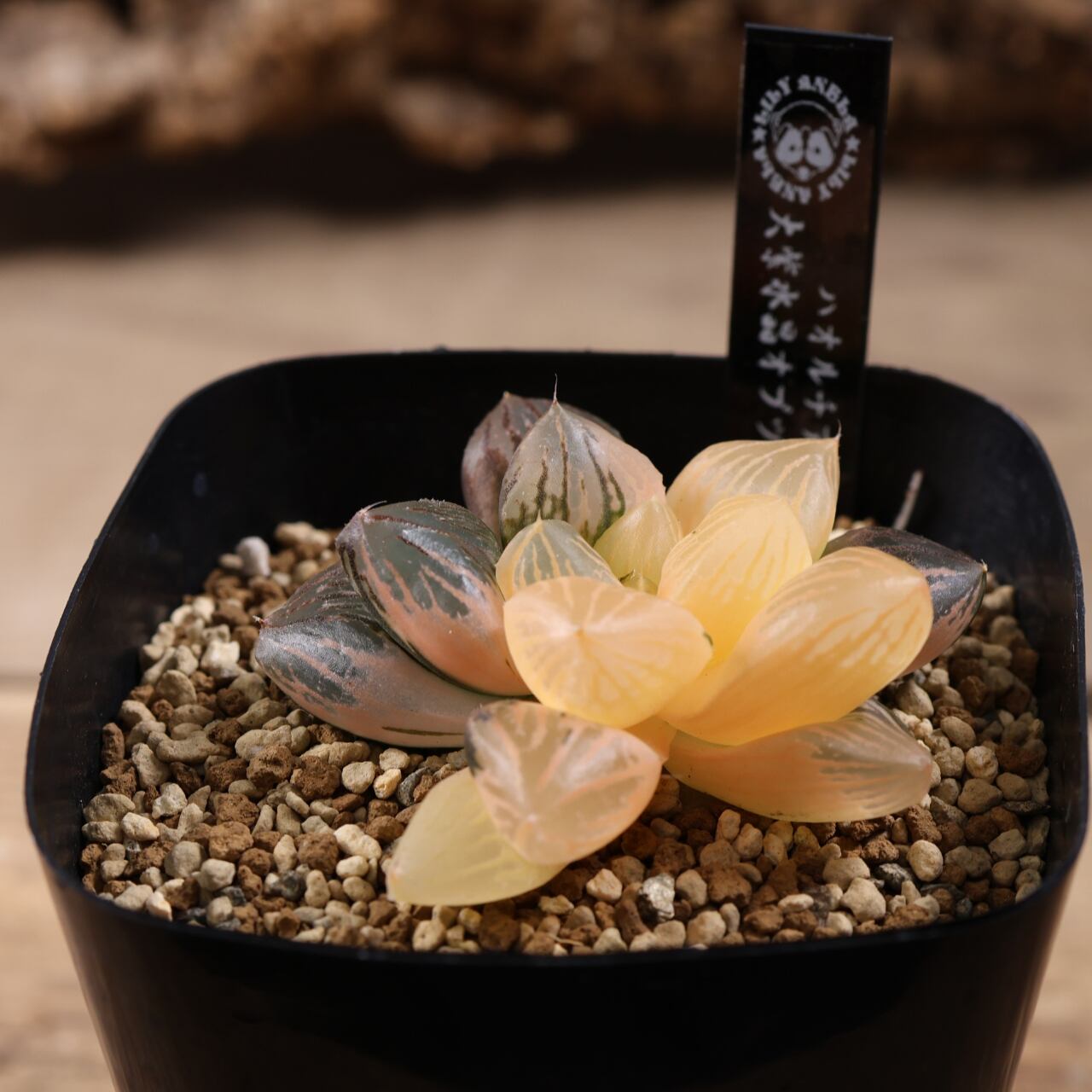 719『ハオルチア 大紫水晶オブツーサ錦』観葉植物【送料無料】 | MARX