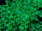 【現地買付】GonioporaStokesi FromMakassar UltraToxic