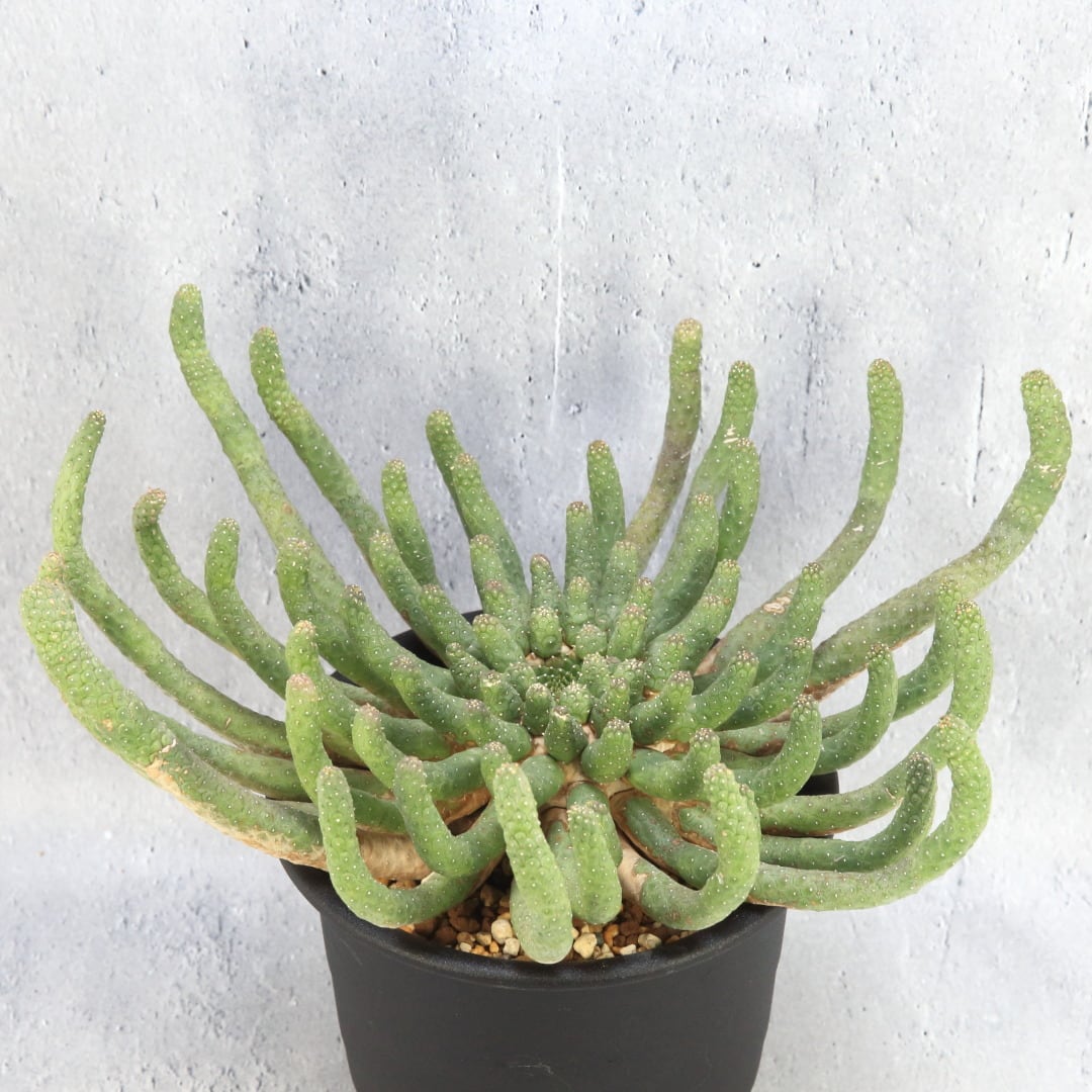 超厳選株 超大株 ユーフォルビア カプトメデューサ 天荒竜 タコもの Lighthouse Plants 海外実生株のオベサを中心に 輸入植物を扱うプランツ セレクトショップ 超厳選株 超大株 ユーフォルビア カプトメデューサ 天荒竜 タコもの Lighthouse Plants 海外実生株のオベサを中心に 輸入植物を扱うプランツ セレクトショップ