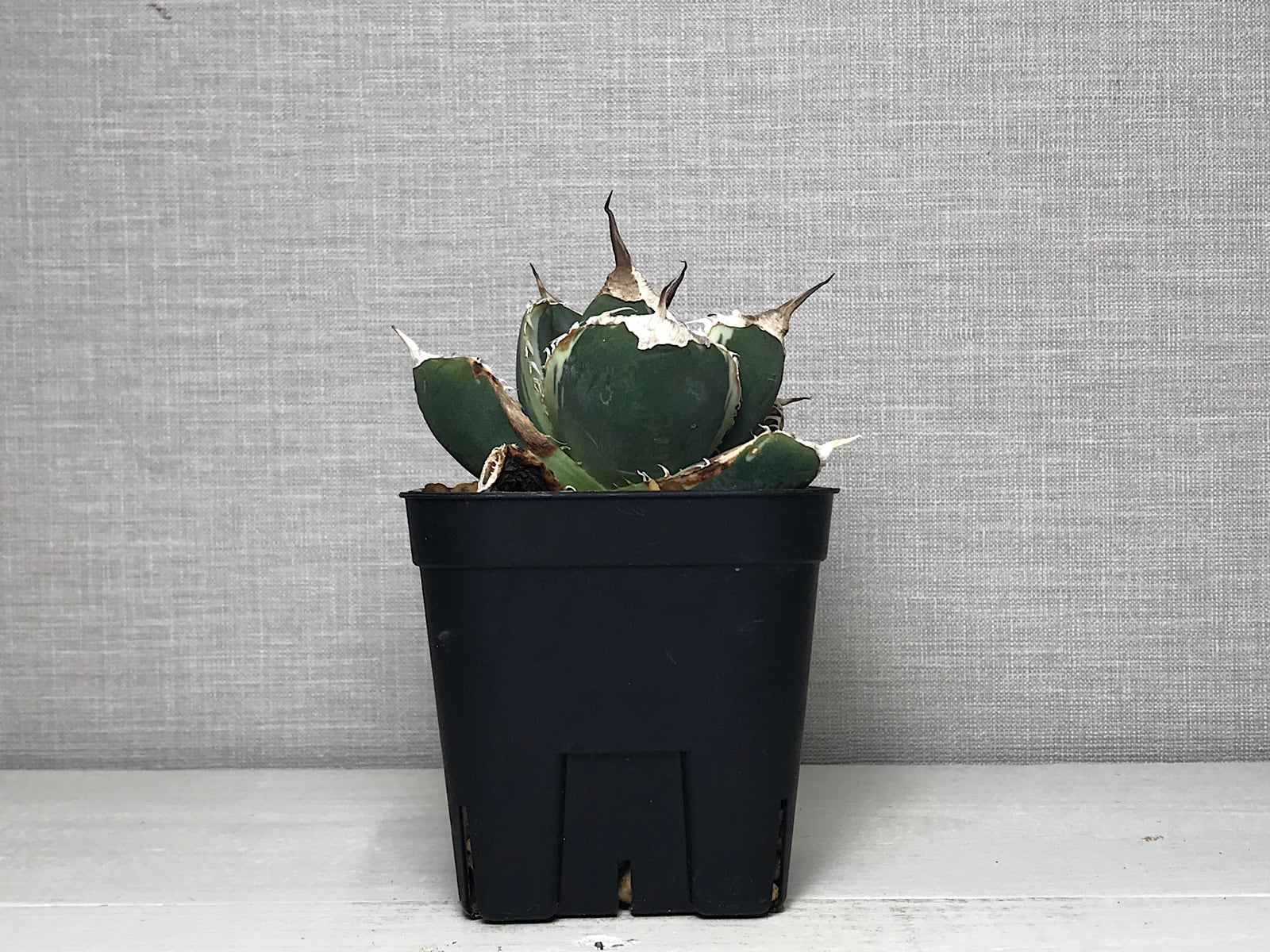 アガベ チタノタ ’南アフリカダイヤモンド錦’