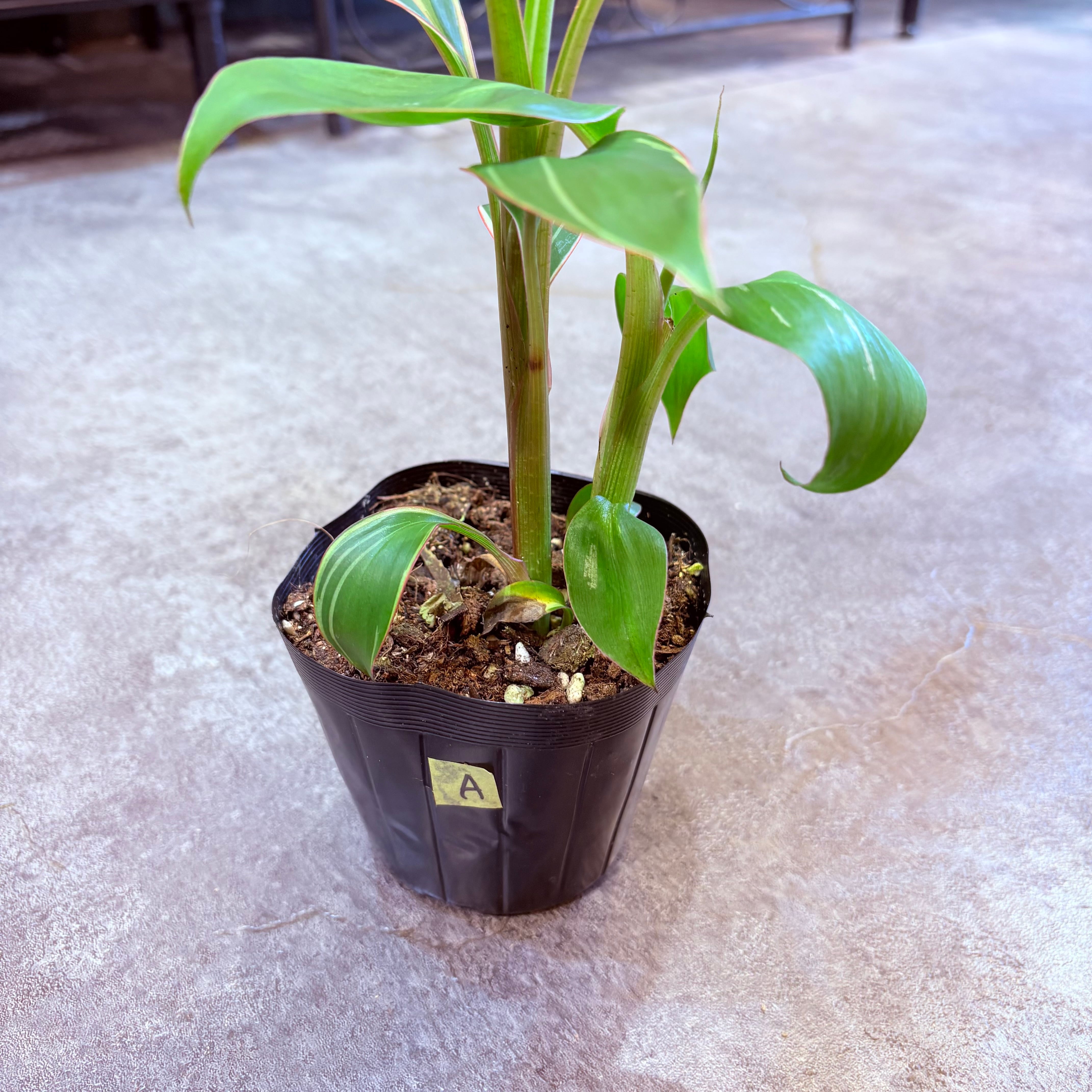 ムサ ノノピンクバリエガータ 3.5号【A】2株入り | Green Vibes 宇都宮