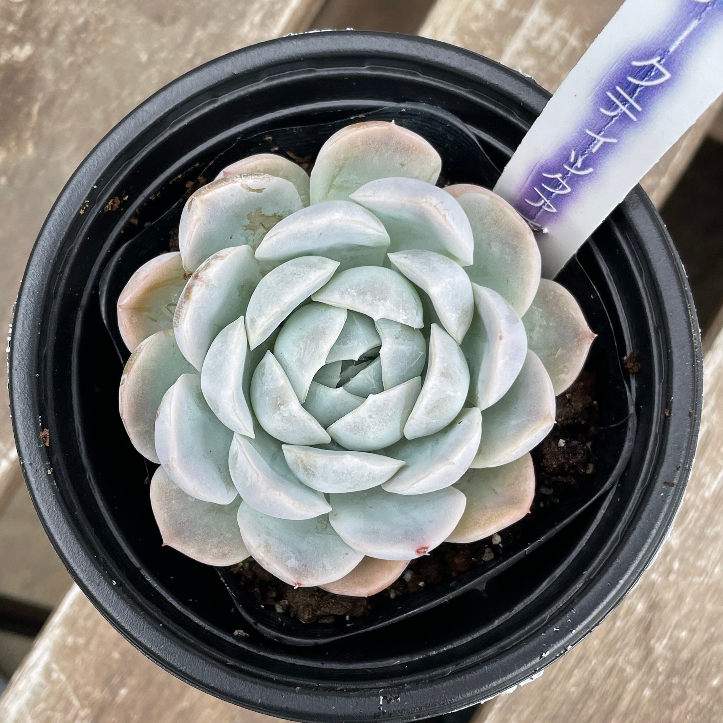 アークティックアイス | RuPo 多肉植物専門店