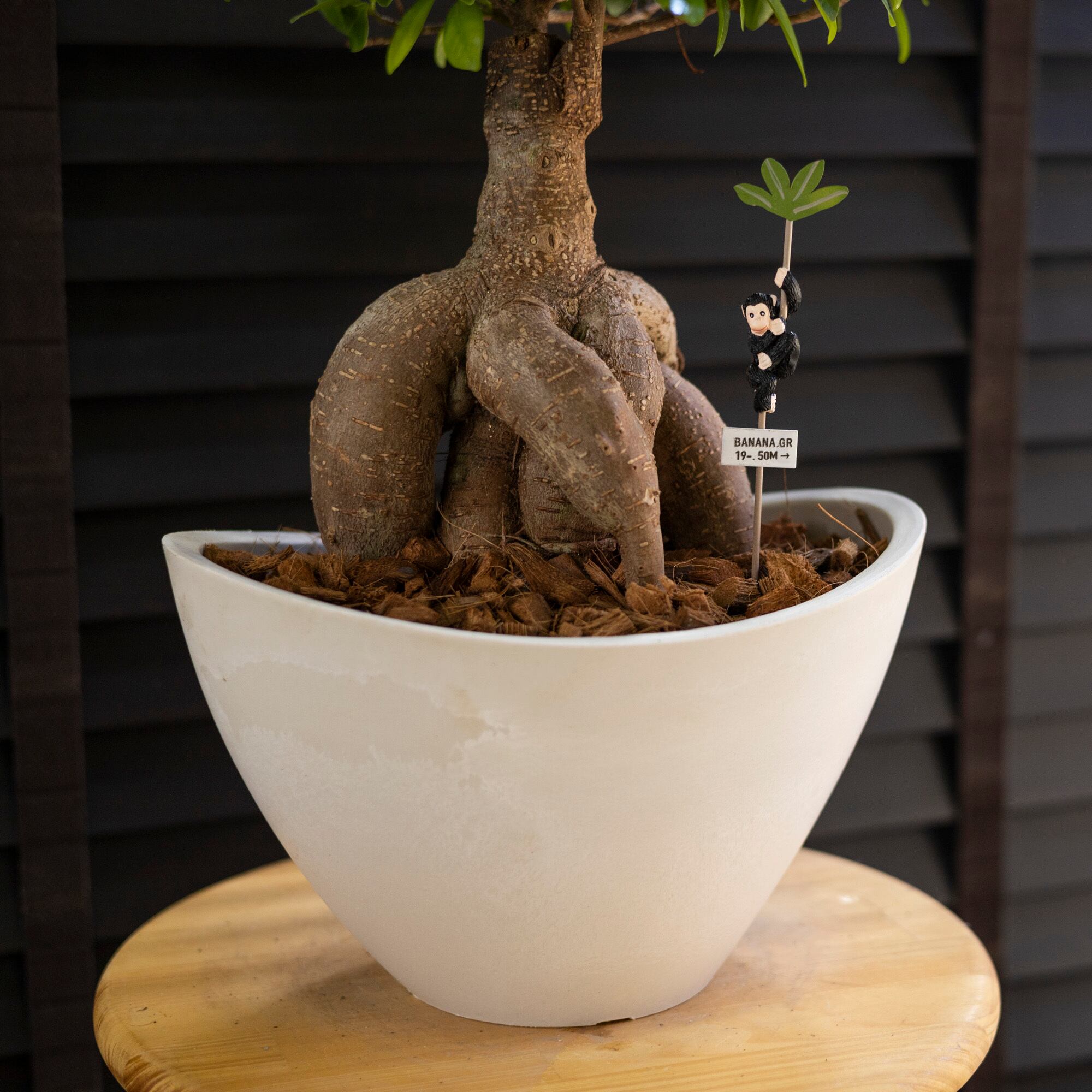 運気UP ガジュマルの木 7号 ピック付 観葉植物 ガジュマル 多幸の木