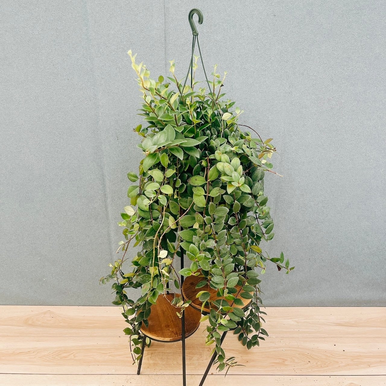 現品］F1 フィカス アムステルダムキング 8号 観葉植物 大型 室内
