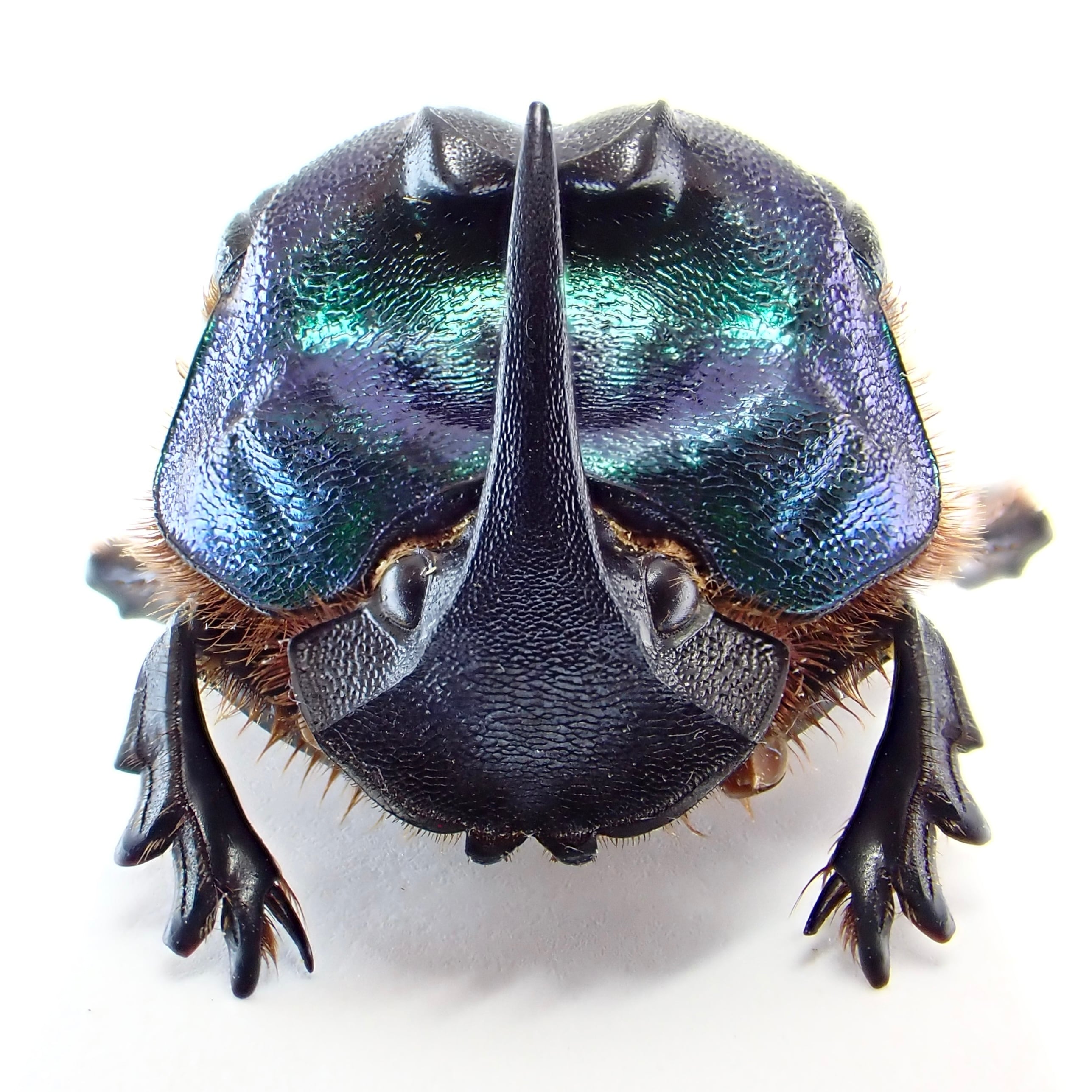 アルゼンチン産 Megaphanaeus bonariensis ♀ 28mm | 昆虫標本 Diggers