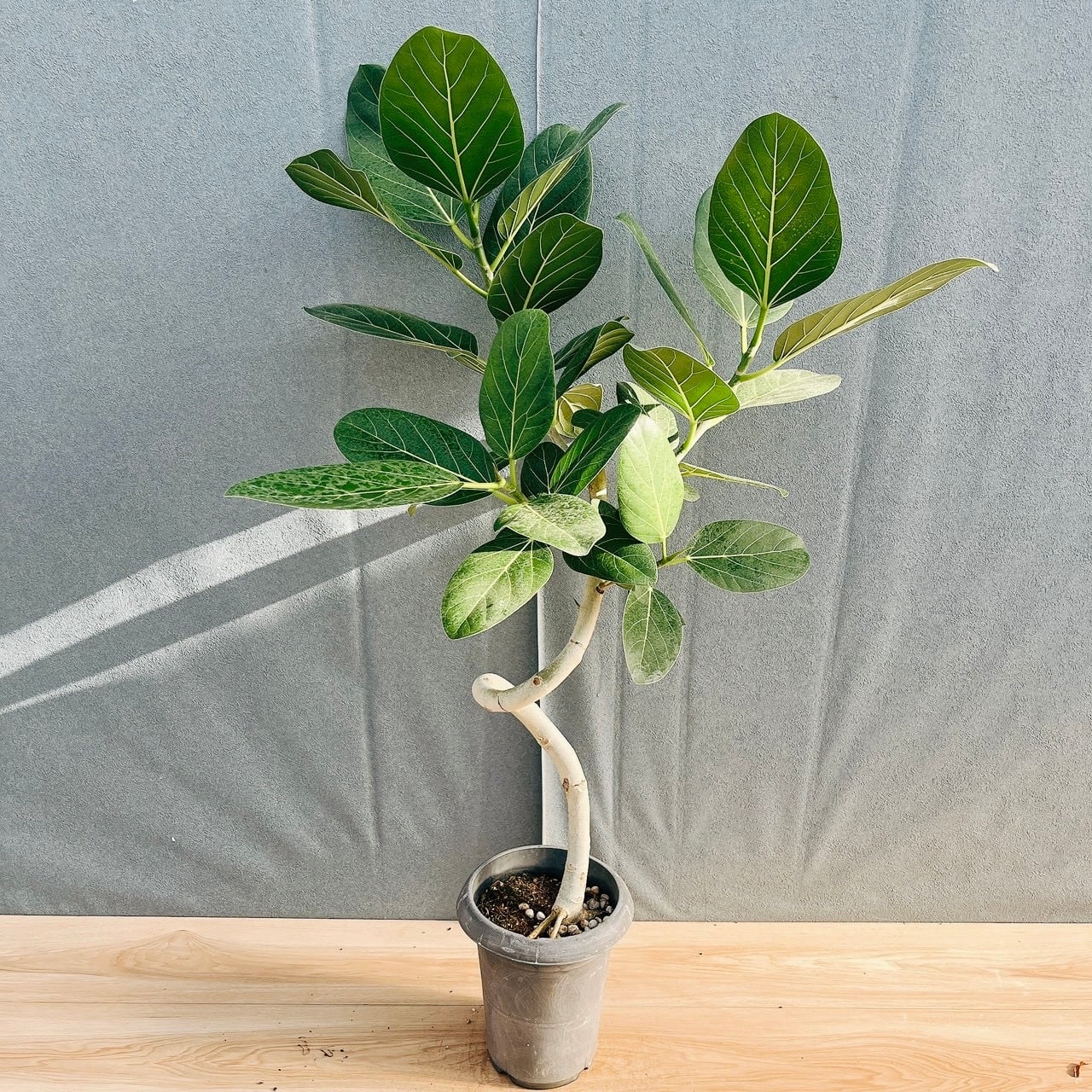 ［現品］82番　フィカスリラータ　バンビーノ　曲がり　8号　観葉植物　室内　大型 現品］82番 フィカス リラータ バンビーノ 曲がり 8号 観葉植物 室内