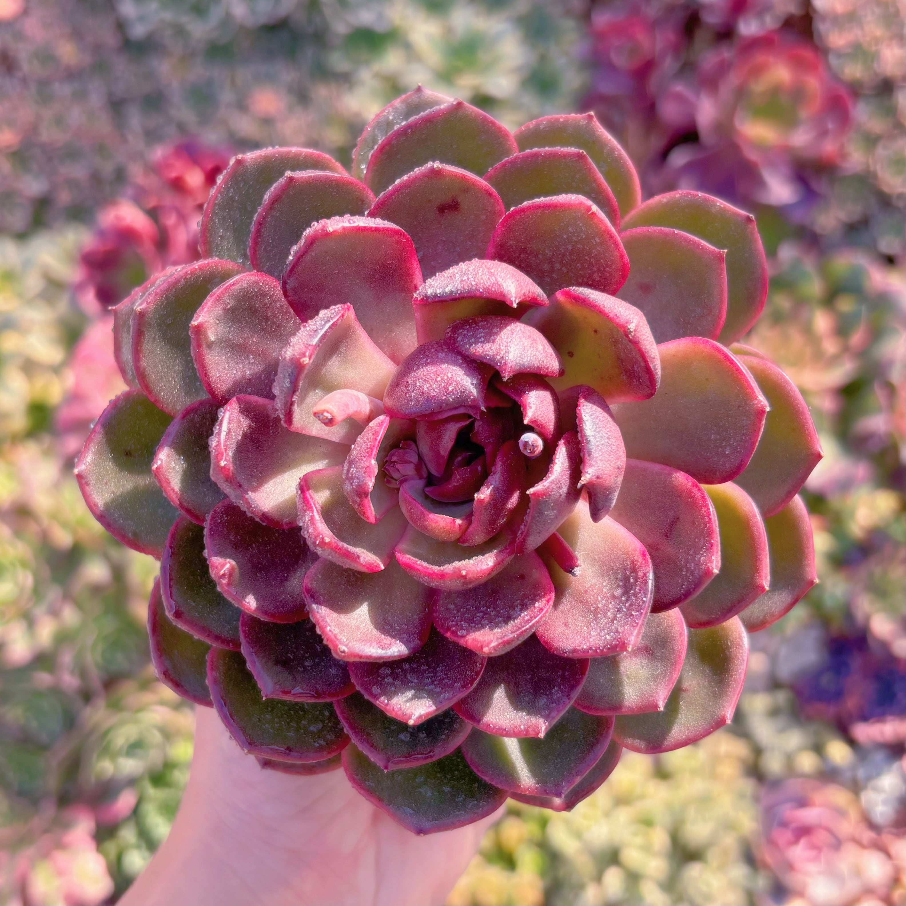 現品　ハックルベリー#M074　大苗　るる農園