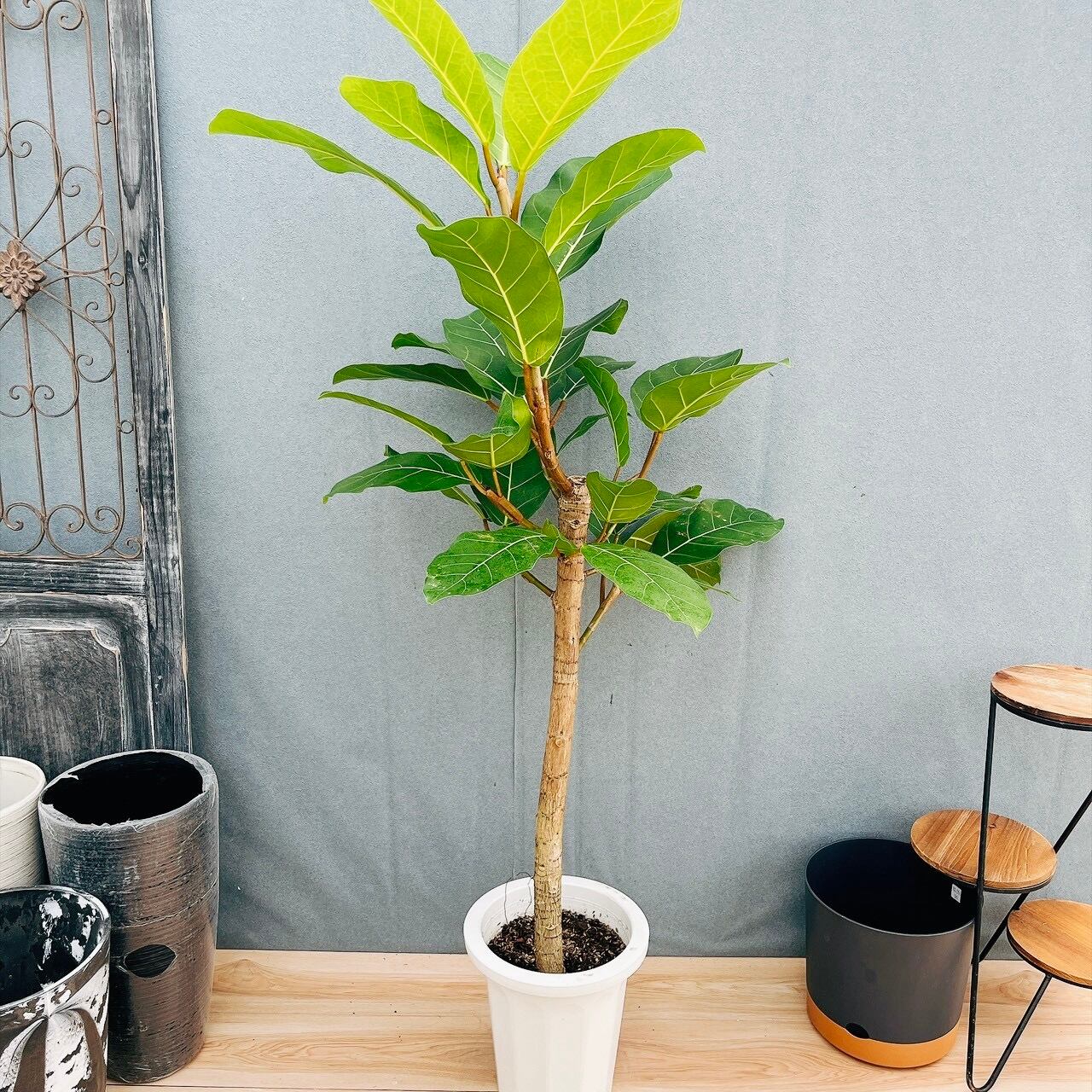 現品］【希少】5番 フィカス アフリカンプリンス 8号 観葉植物 室内