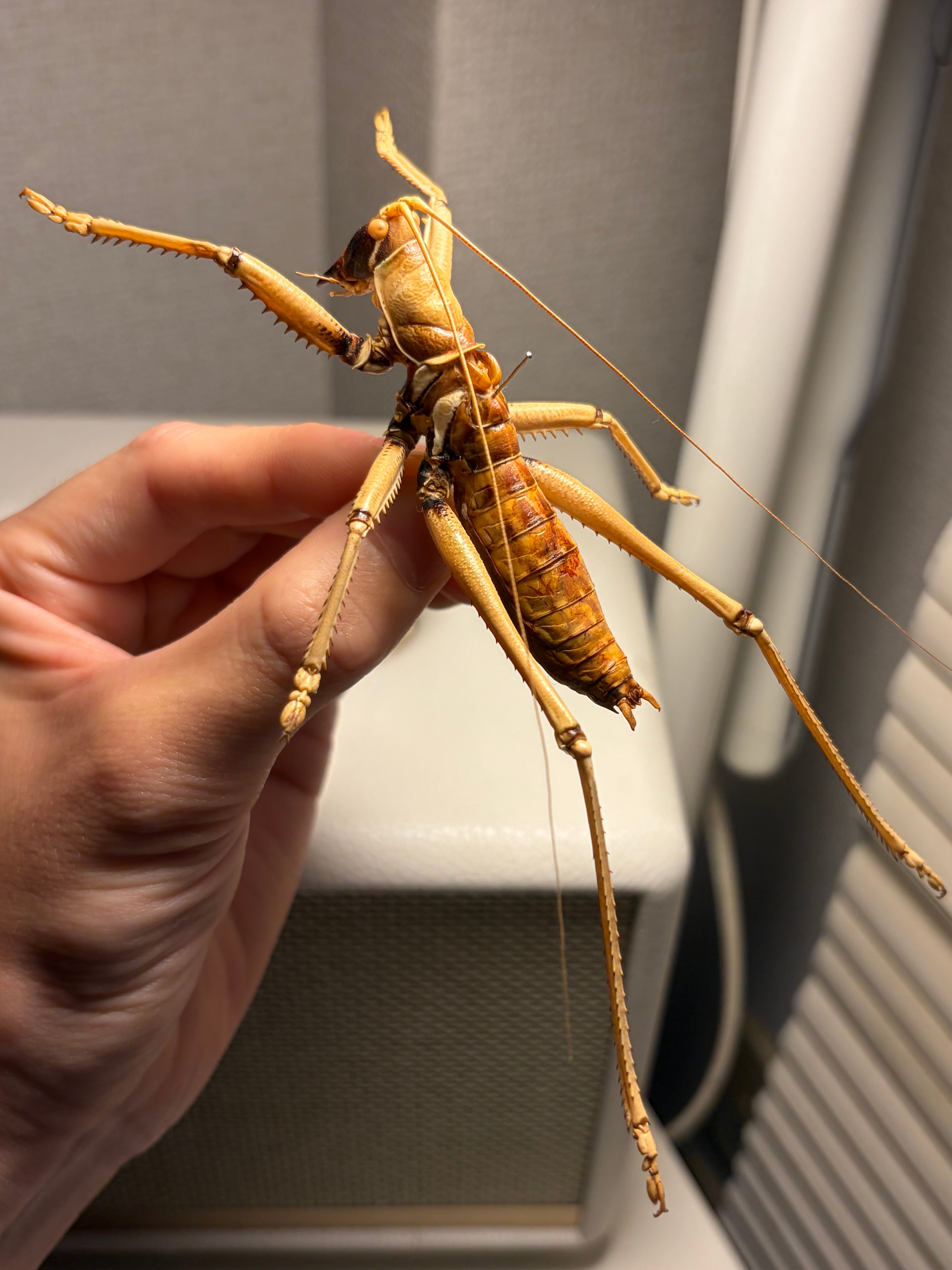 極小】マンモスゴキブリ ナンベイオオチャバネゴキブリ ローチ