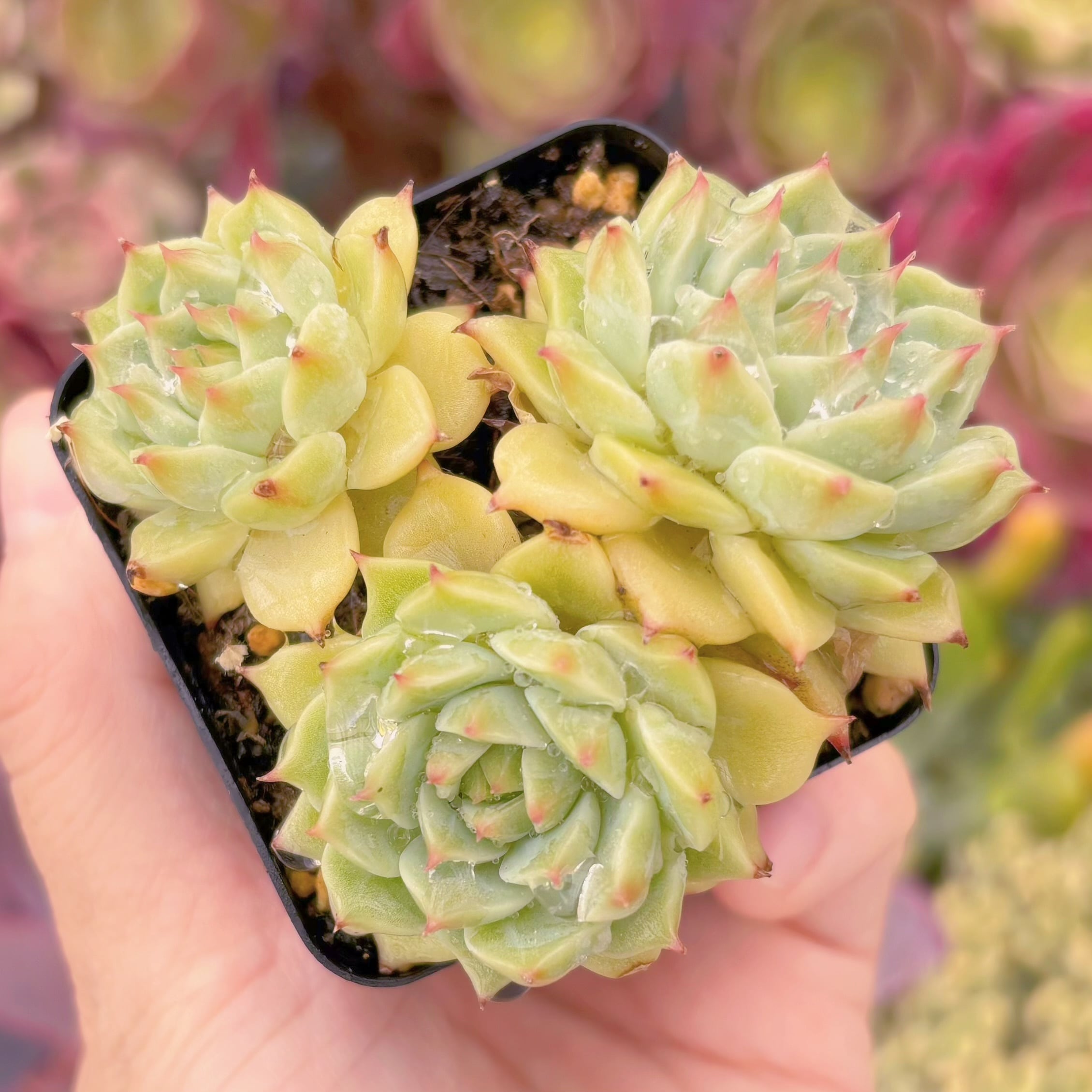 現品　ブルーアイズ#757　群生　るる農園