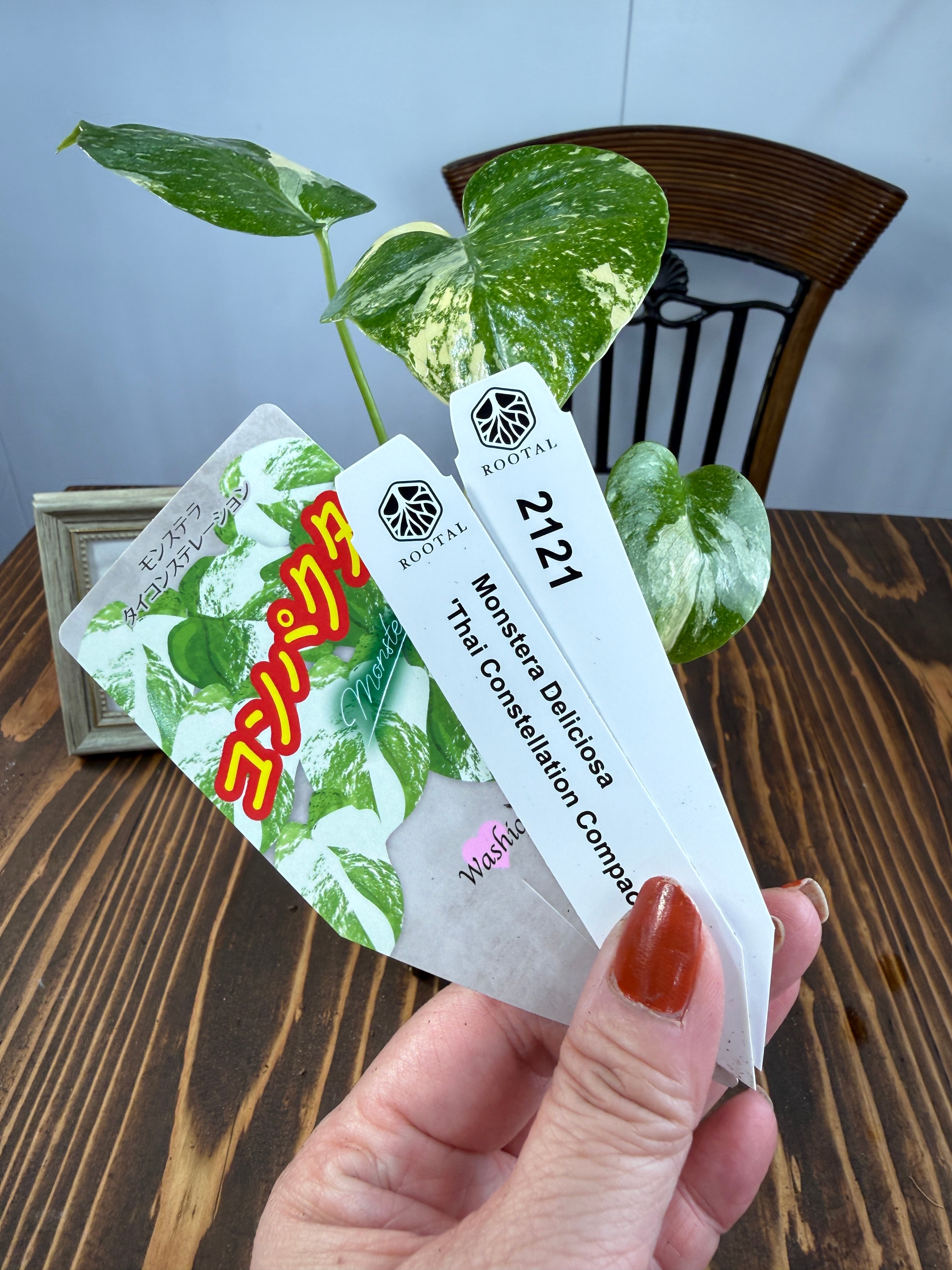 モンステラ | ROOTALPLANTS