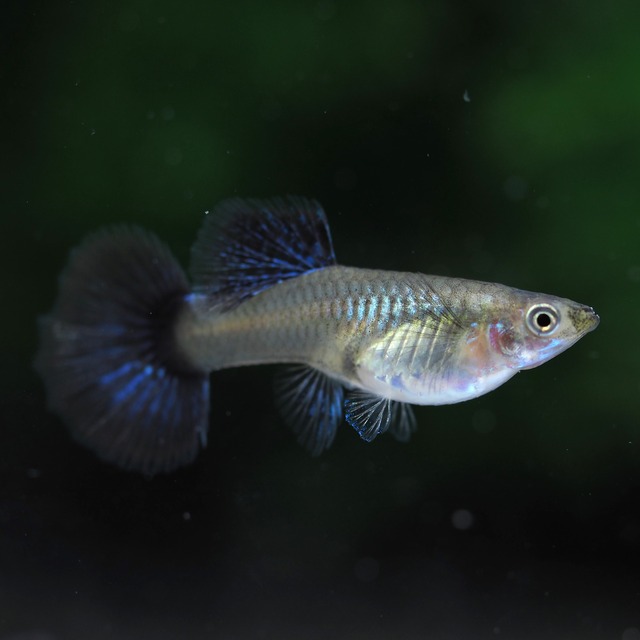 上物プラチナダークドラゴン　1ペア