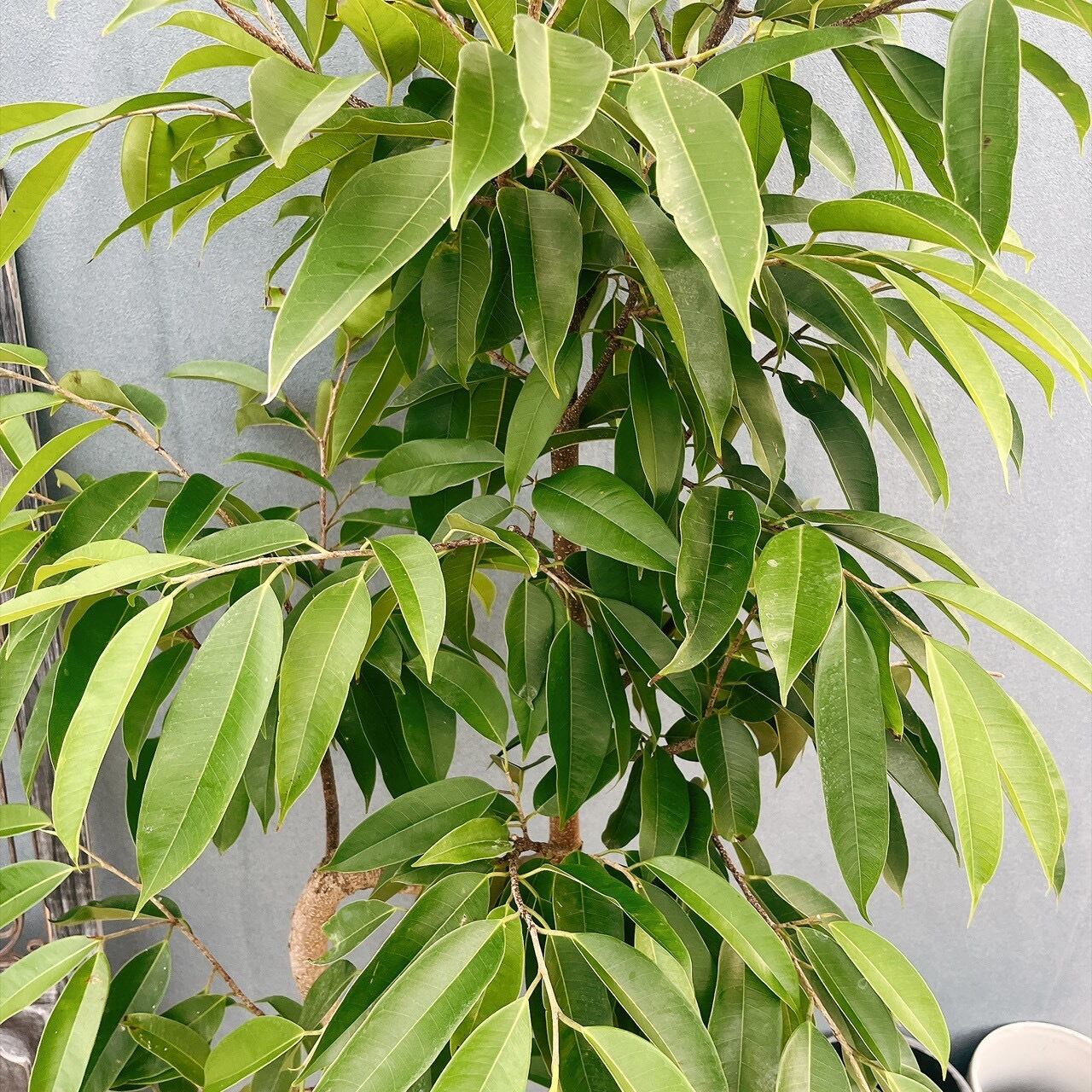 現品］23番 フィカス アムステルダムキング 10号 観葉植物 大型 室内