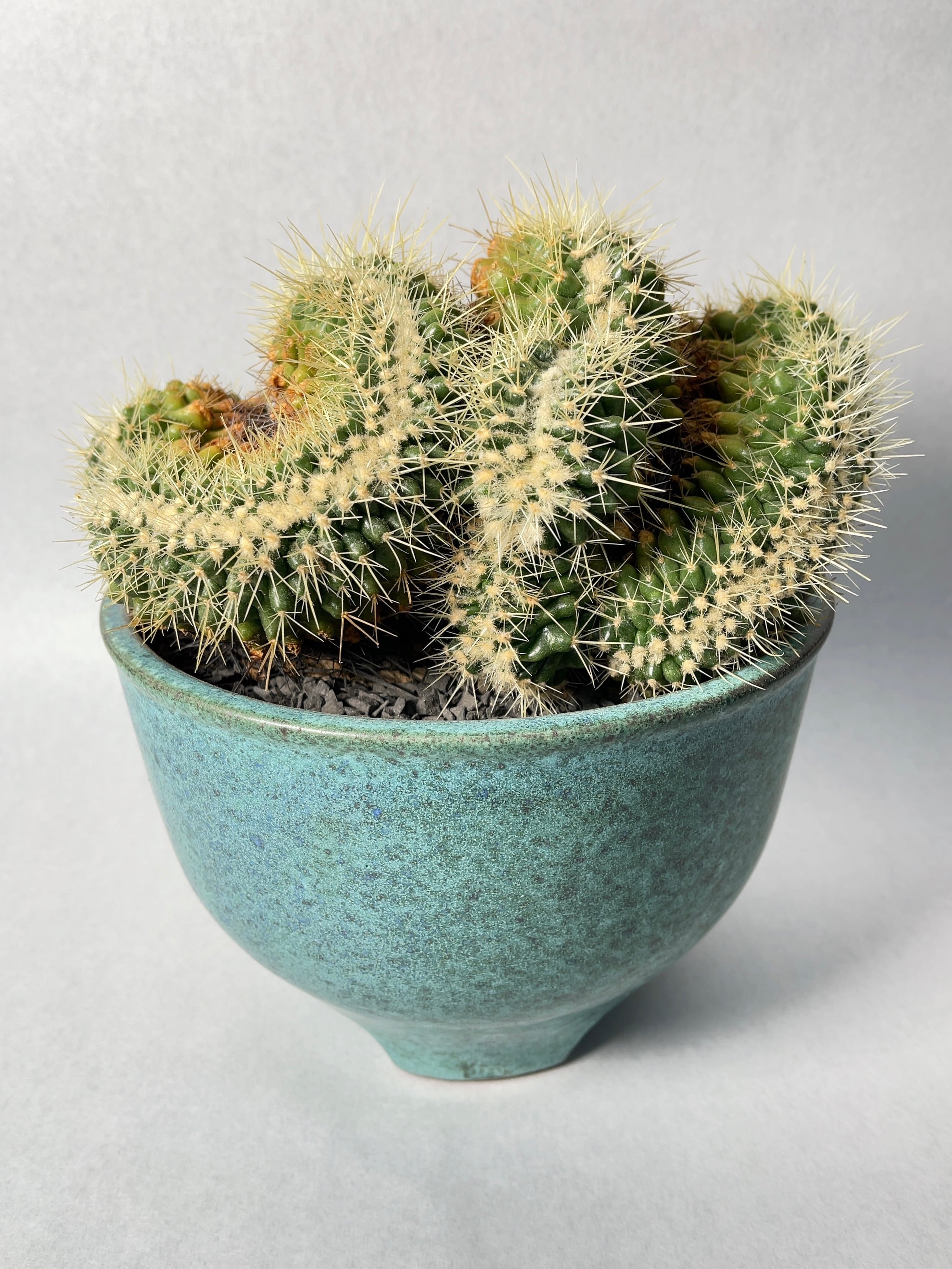 レア　エキノカクタス　金鯱綴化　実生 楽天市場】サボテン：エキノカクタス 金鯱*S 幅4cm ☆赤松実生