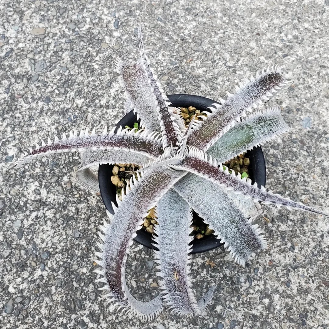 レアプランツ通販サイトPlants Maniax（プランツ・マニアックス）