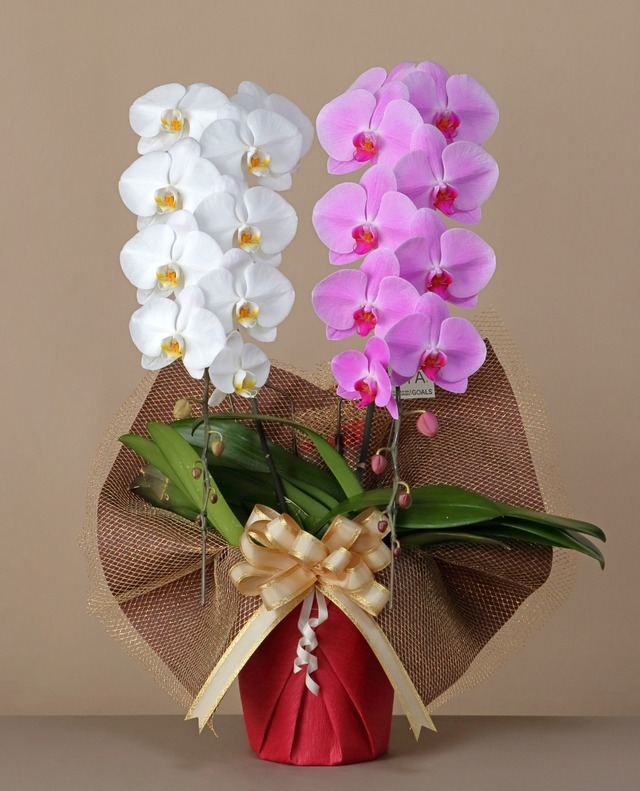 2本立（24輪～26輪程度）　紅白　　　【めでたさを象徴する縁起の良い組み合わせ】  上品さと華やかさを両立した、飾りやすい一鉢に仕上げました。 紅白の彩りが調和し、お祝いの場にぴったりの華やかさを演出します。 開店祝いや長寿祝いなど、晴れやかなシーンに最適です。