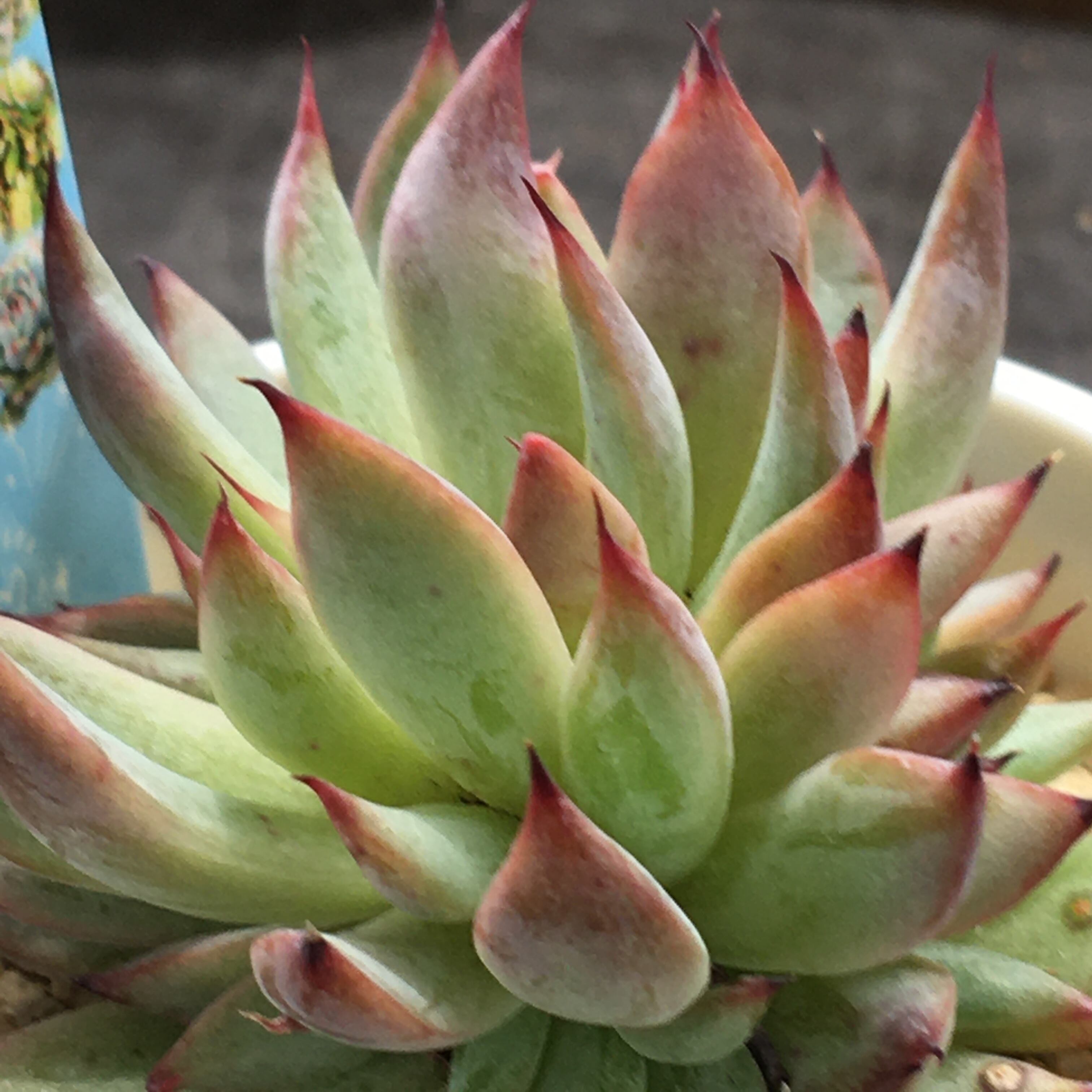 ヴィヴァーチェ 韓国苗 | RuPo 多肉植物専門店