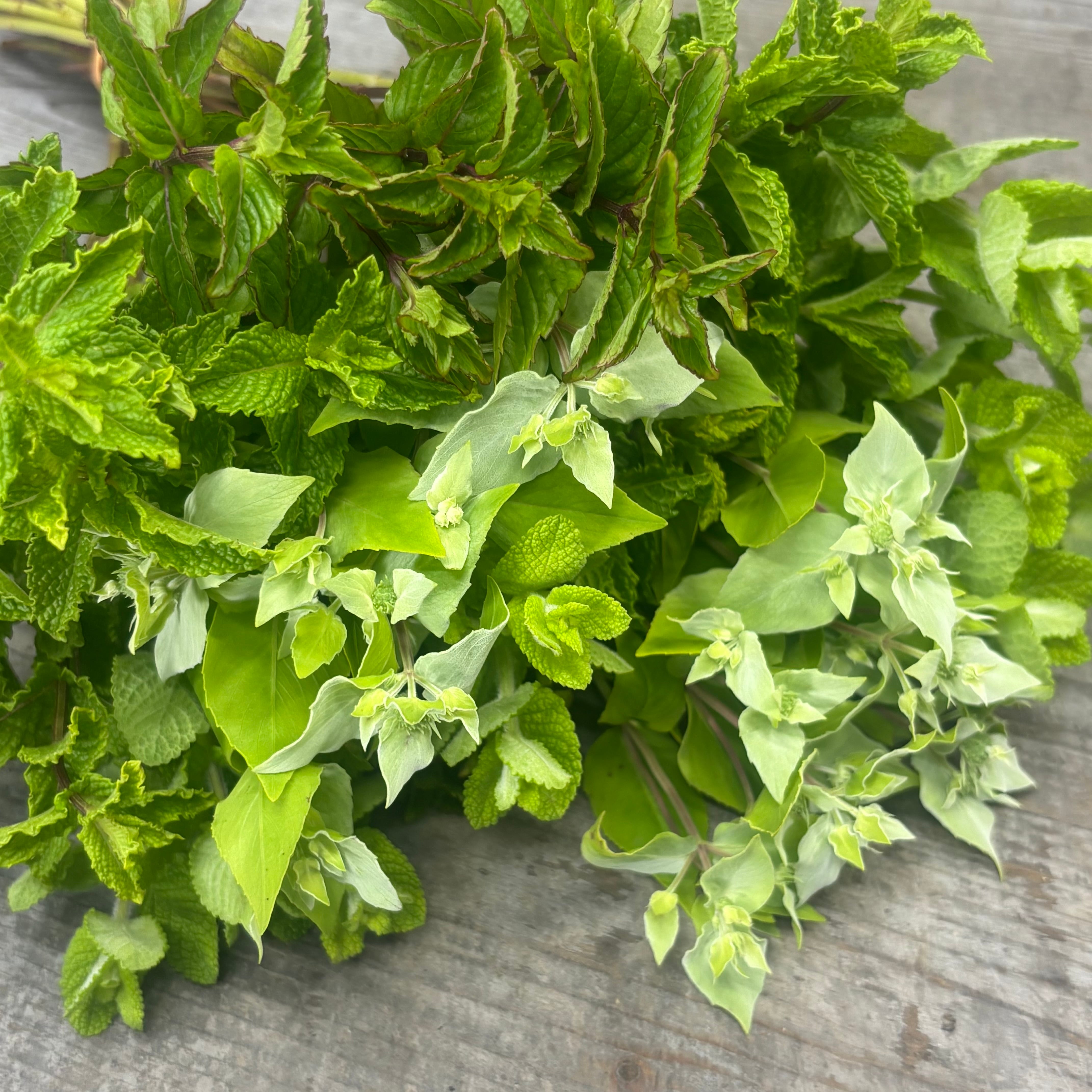 爽やかな香りをお届け 摘みたてハーブ ミントMIX 40本 | 新鮮お花問屋