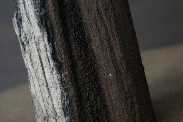 チェコ産珪化木 Dadoxylon sp. 1772