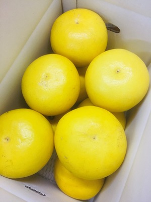 土佐文旦【家庭用】2Lサイズ5㎏（10玉入り）