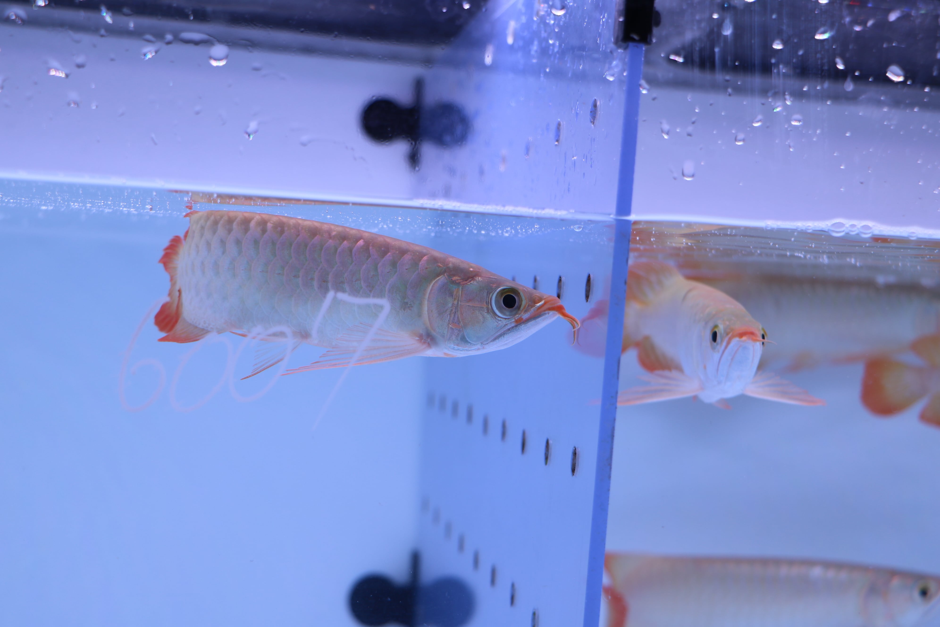 紅龍No.6007(スーパーレッド)☆ハイクオリティ☆ ±22㎝