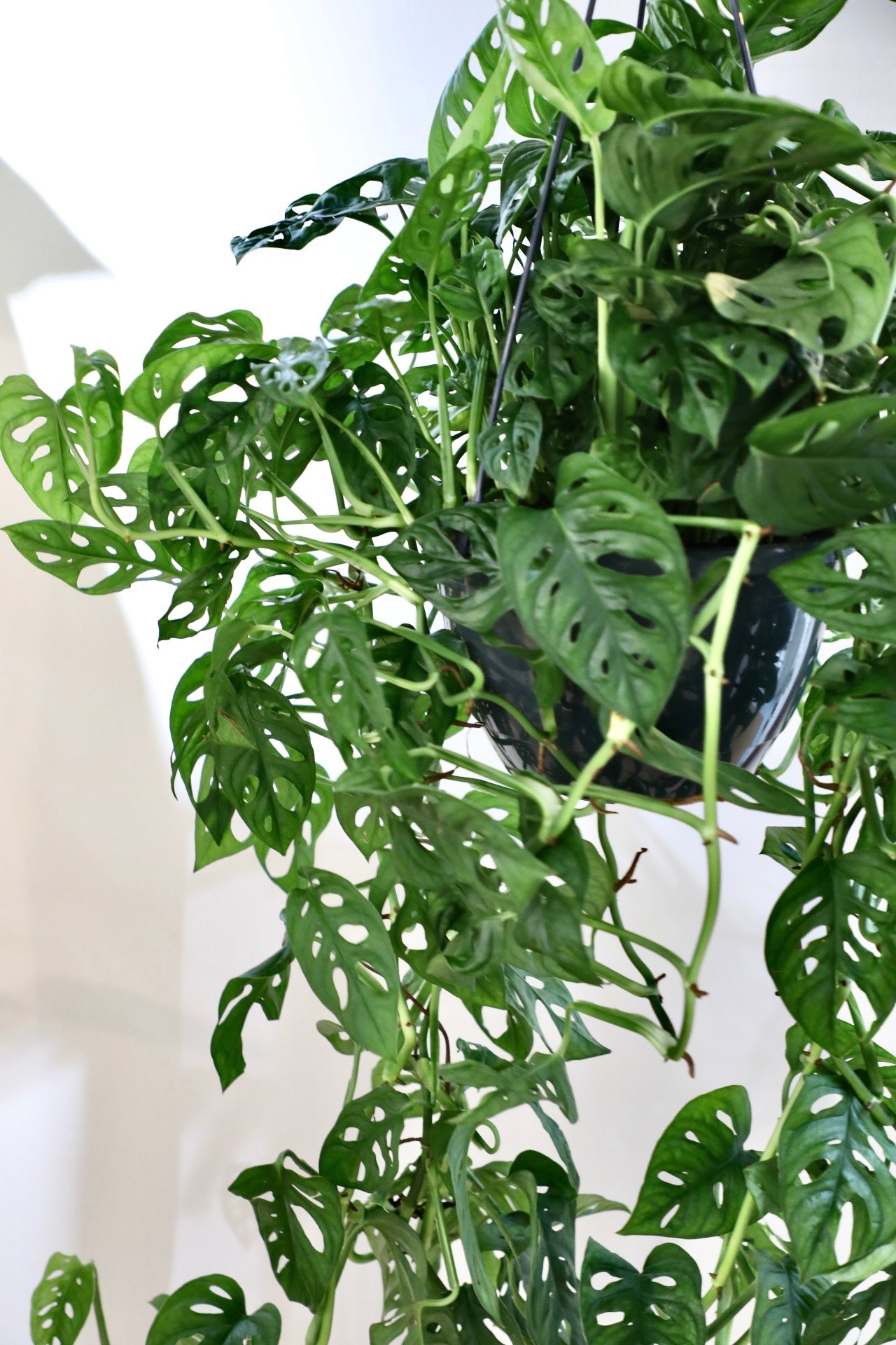 【M】モンステラ オブリクア エクスピラータ/Monstera obliqua Expilata　※プラスチックハンギングポット付き