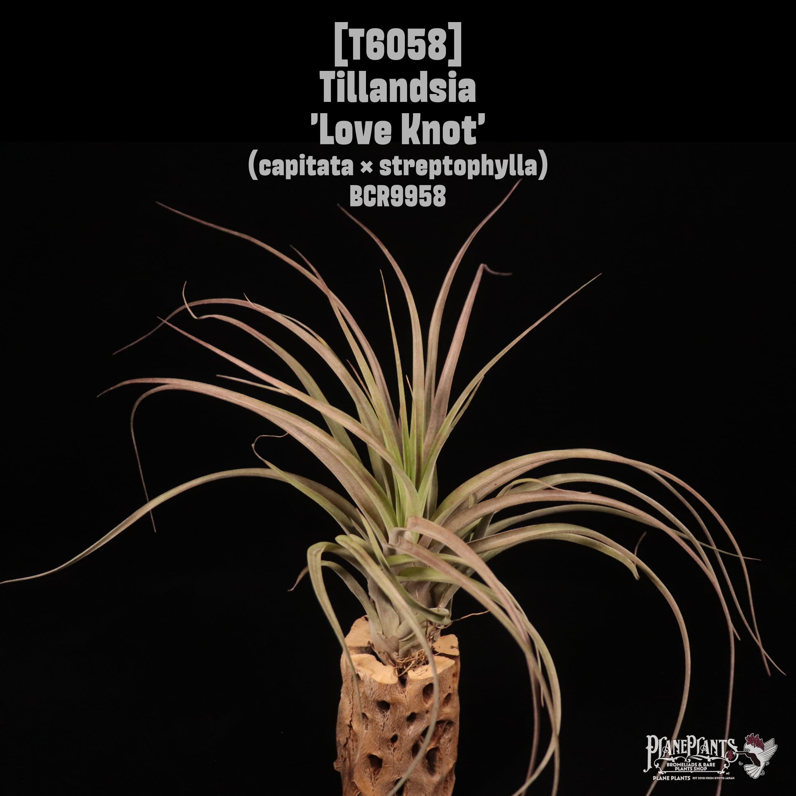 Tillandsia 'Love Knot'〔ティランジア〕T6058
