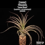 Tillandsia 'Love Knot'〔ティランジア〕T6058