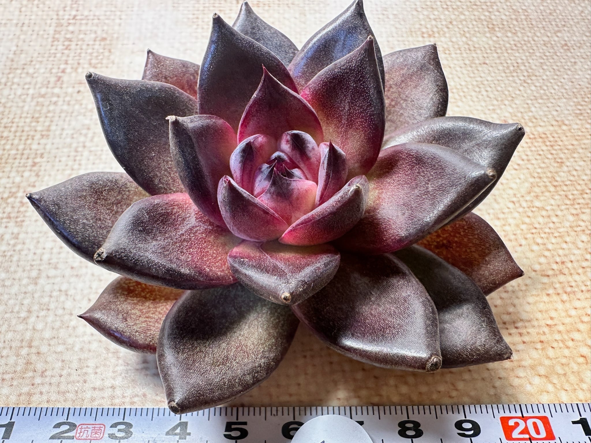 P.Willinckii cv. White Rose【artPLANTs】ビカクシダ/Platycerium