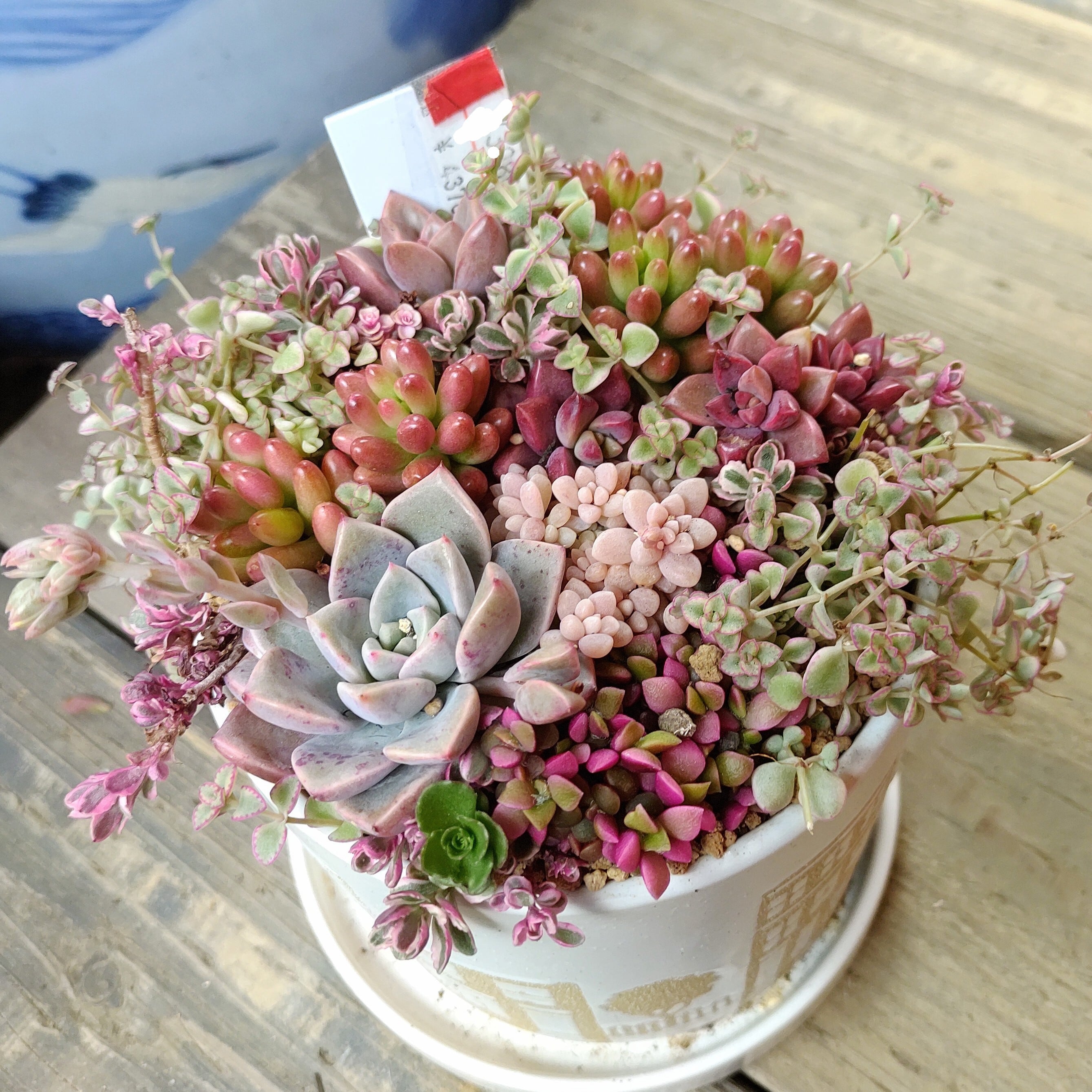 可愛ぃ寄せ植え（母の日プレゼント） | RuPo 多肉植物専門店