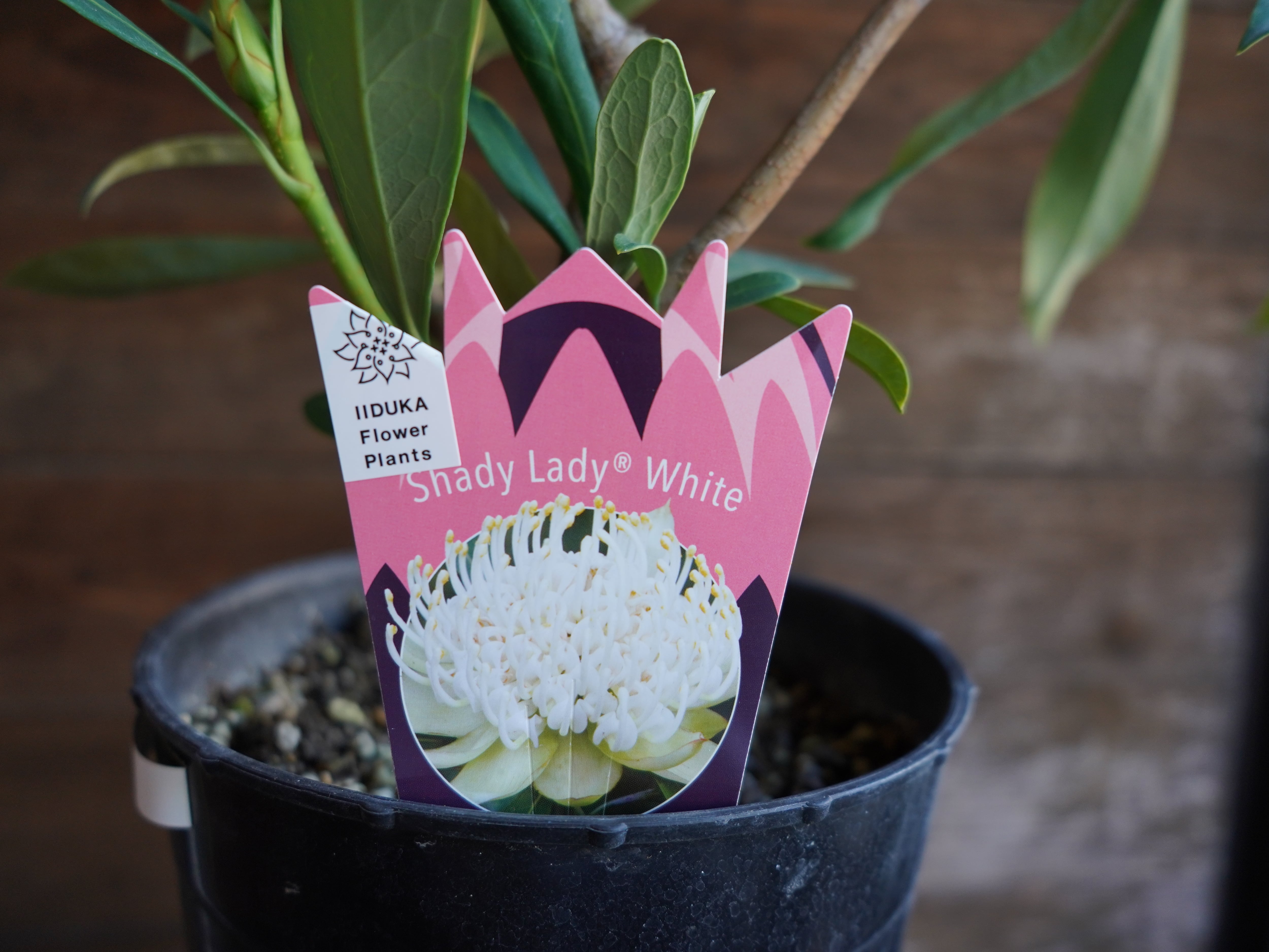 【現物】テロペア ”シェイディレディホワイト”