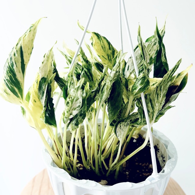 《希少》ポトス テルノラブソング 観葉植物 calm cafe