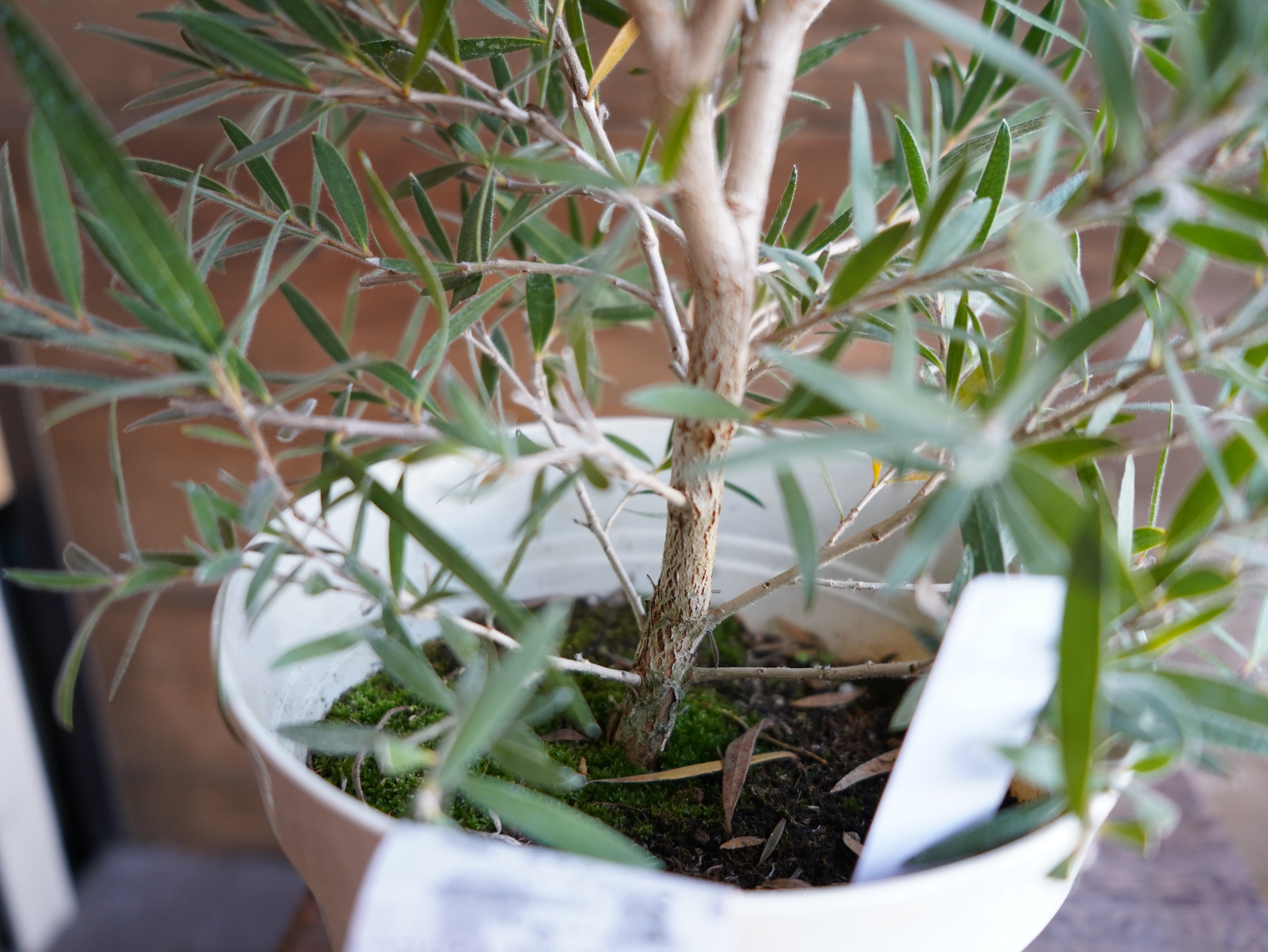 【現物】カリステモン　”ドーソンリバー”