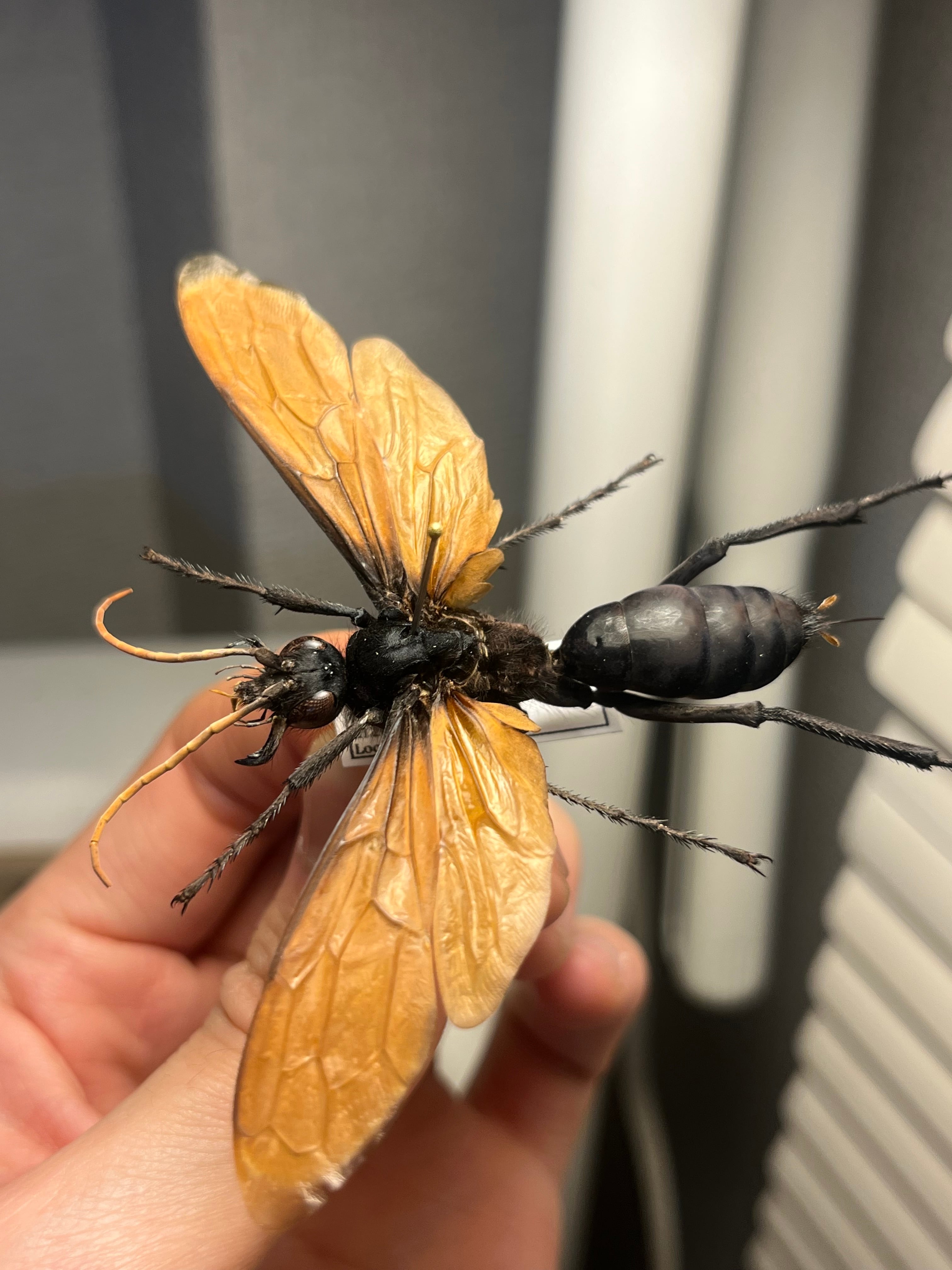 標本】カニムシ オオキバウスバカミキリ テナガカミキリ 昆虫標本