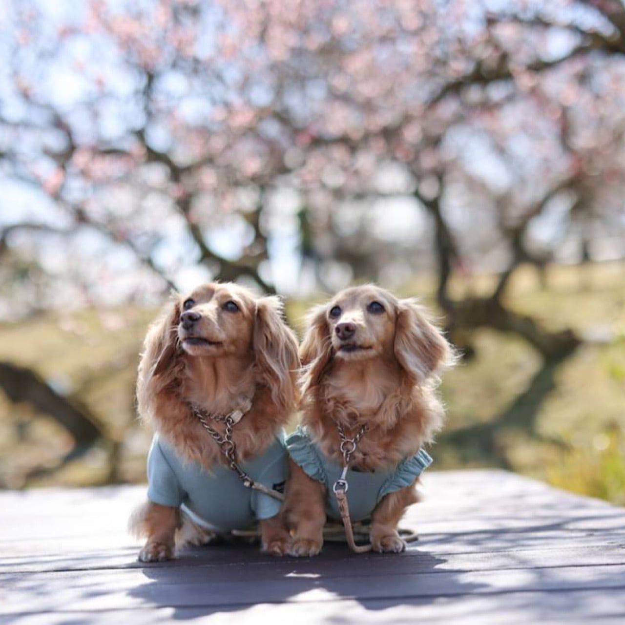 フリルカットソー | カニンヘンダックスとミニチュアダックス専門のお