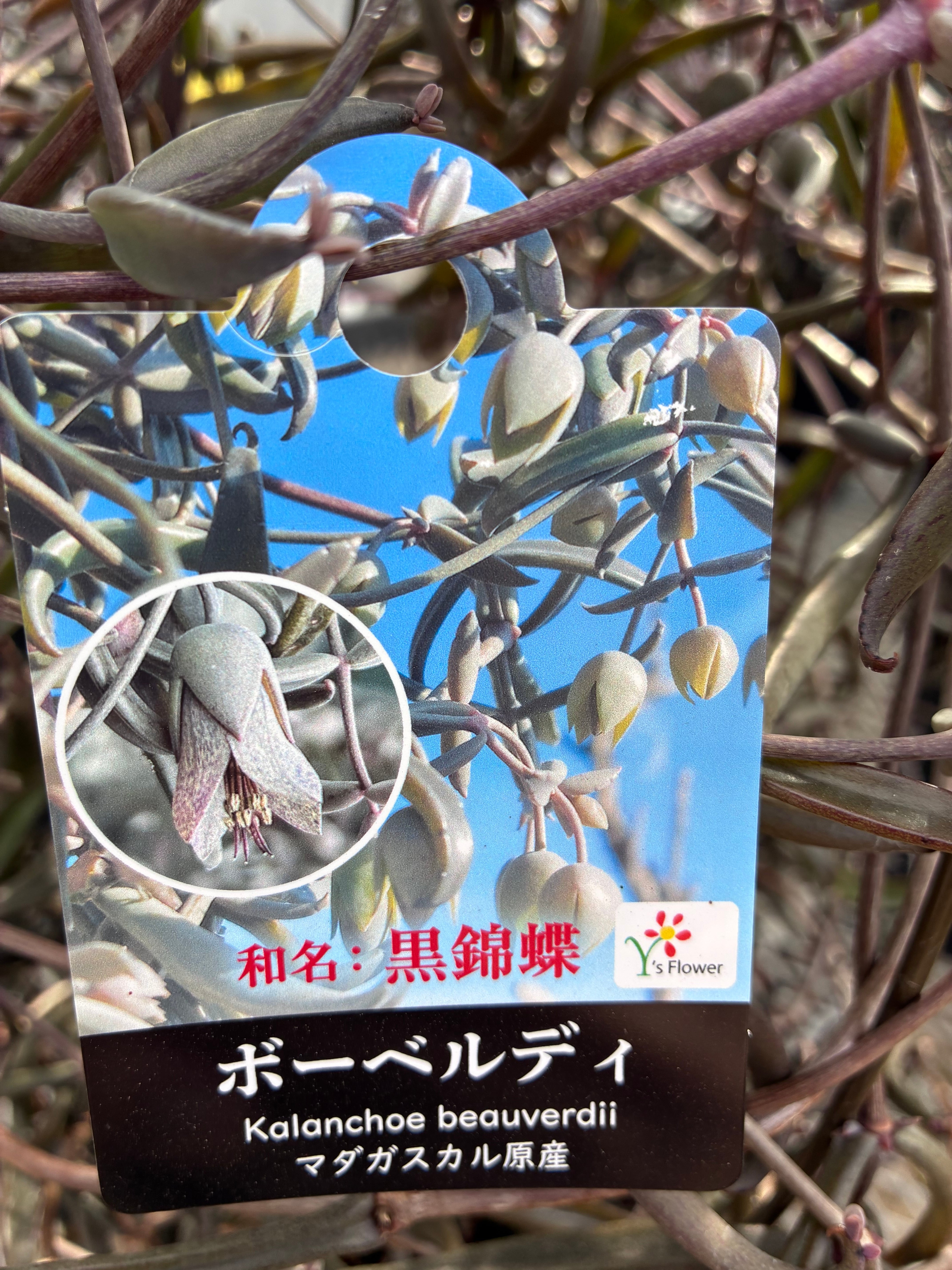 希少品種】カランコエ黒錦蝶6寸 | flowerbiz