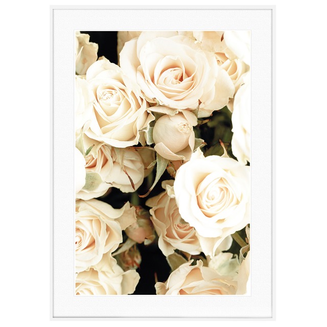 花写真 白いバラ インテリアアートポスター額装 AS0626