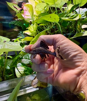 サンダーロイヤルプレコ