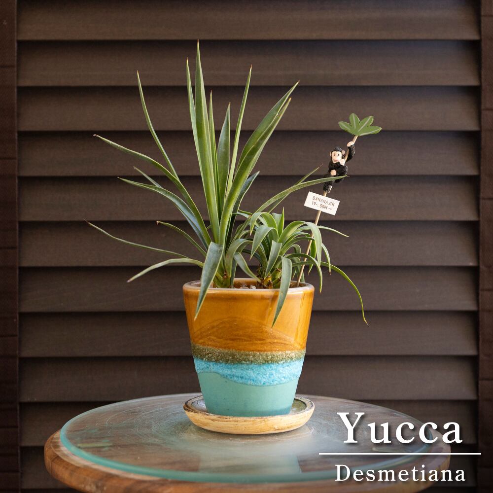 mini ユッカ デスメティアーナ 2本立ち 3号 信楽焼 陶器鉢 Yucca Desmetiana 0731BLO