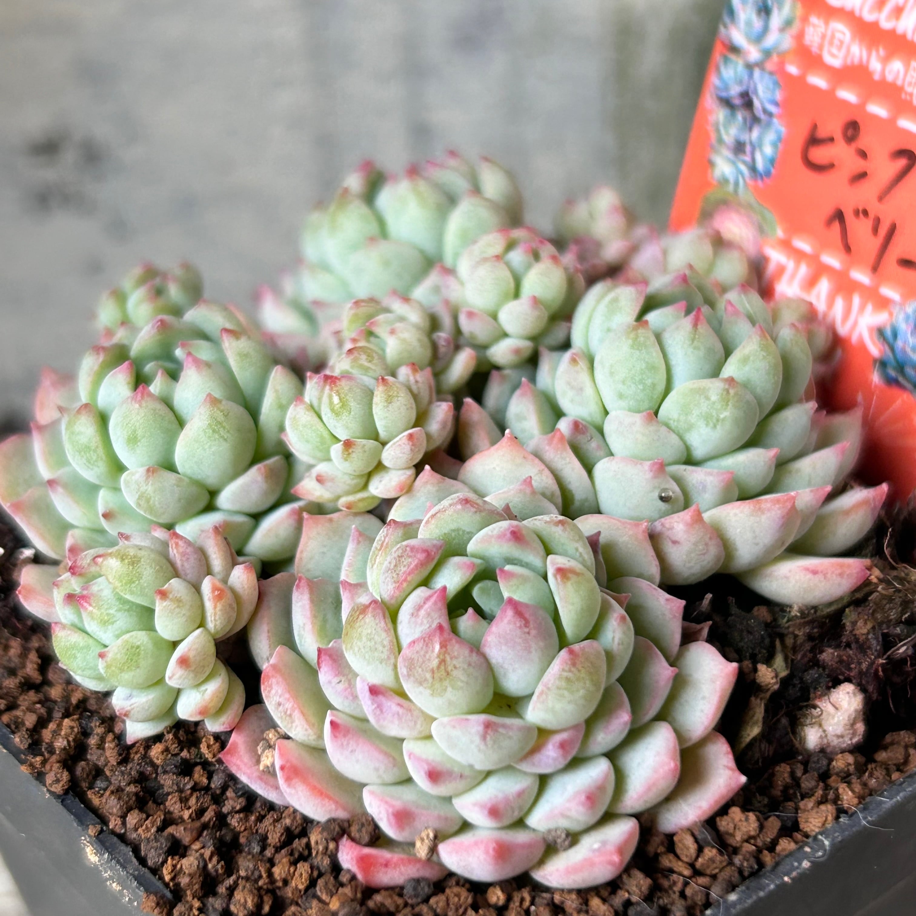 専用‼︎多肉植物^o^ 盛り盛り❣️ピンクベリー 【公式通販】