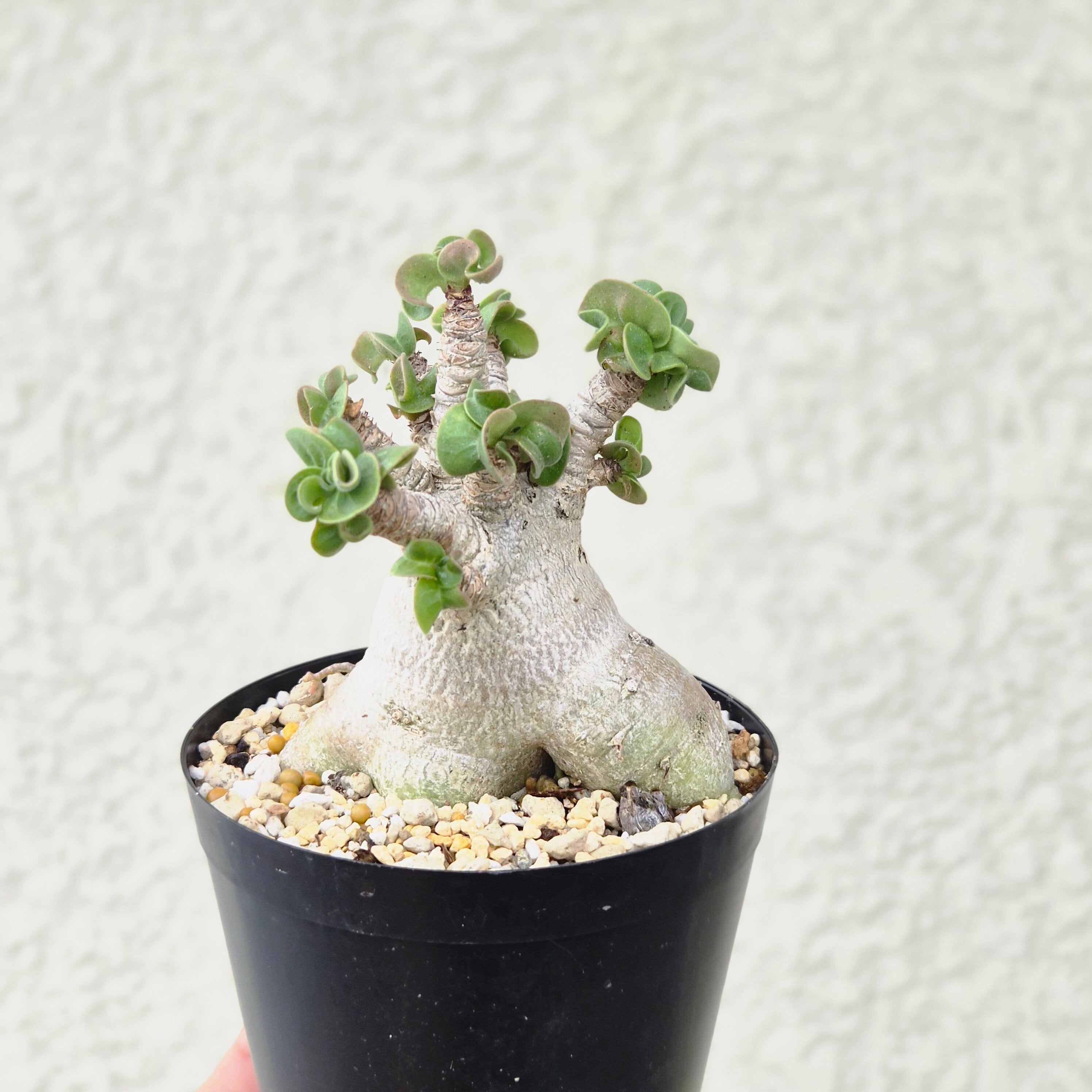 Mサイズ⑨《 Adenium Arabicum D.H.A》アデニウム アラビカム 獅子葉