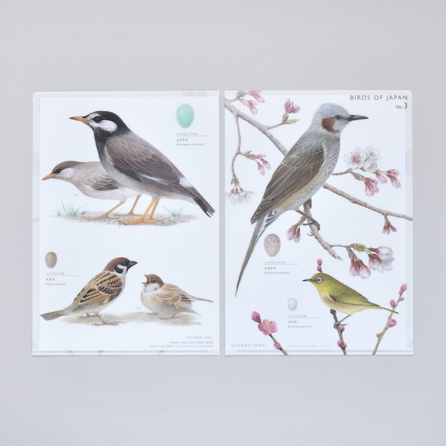 実物大クリアファイル 日本の野鳥 No. 3