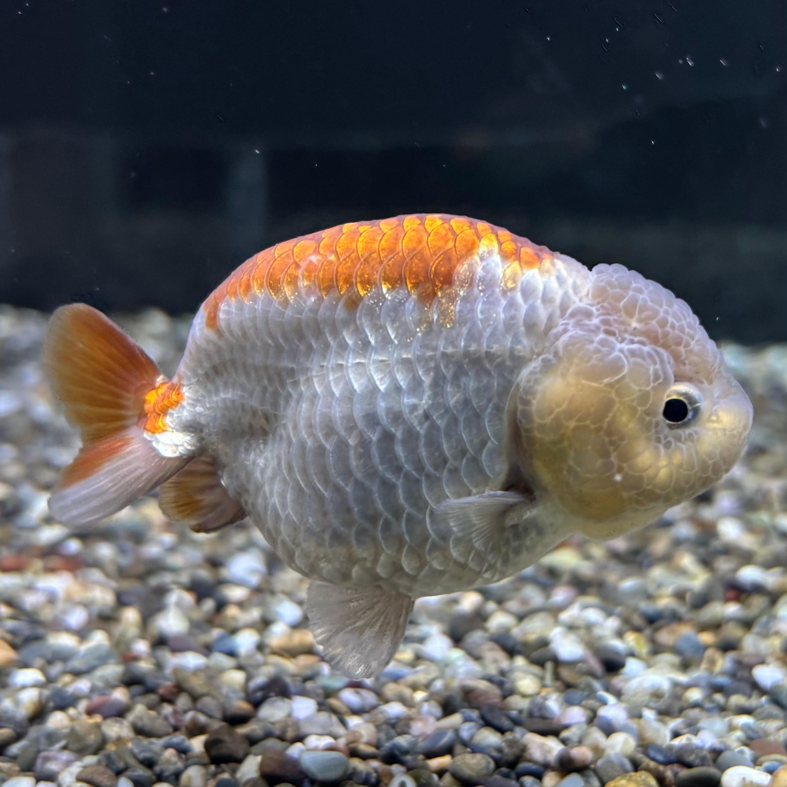 らんちゅう | 金魚・熱帯魚専門店 AquaPro.H