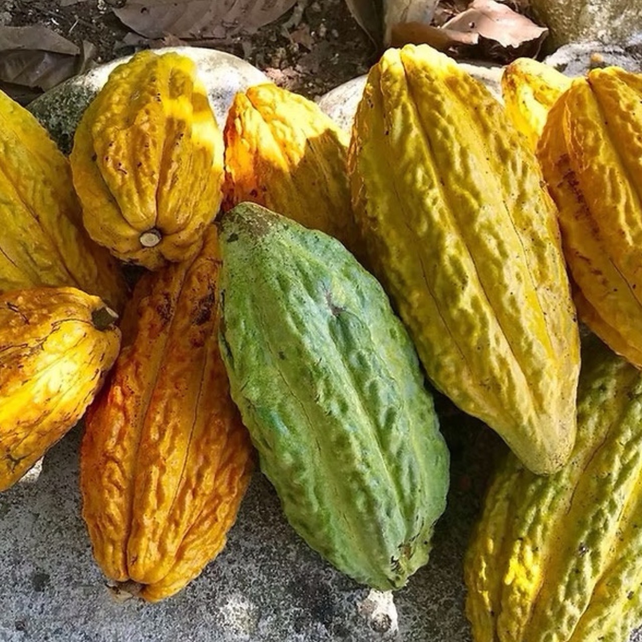 グルテンフリーのガトーショコラ【６カットいり】