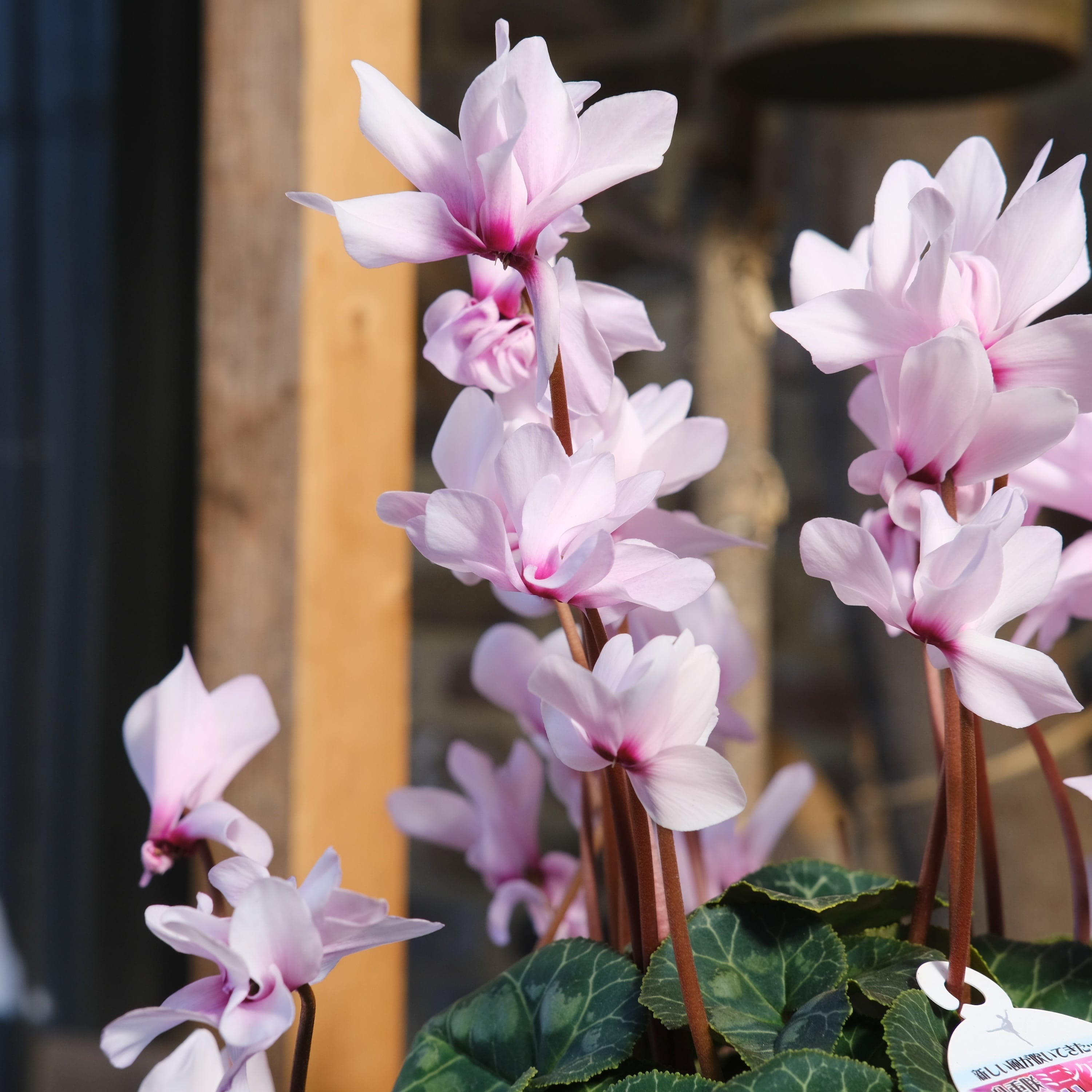 No, 10】ミニシクラメン チモシリーズ 八重《 枝垂れざき 》鉢なし