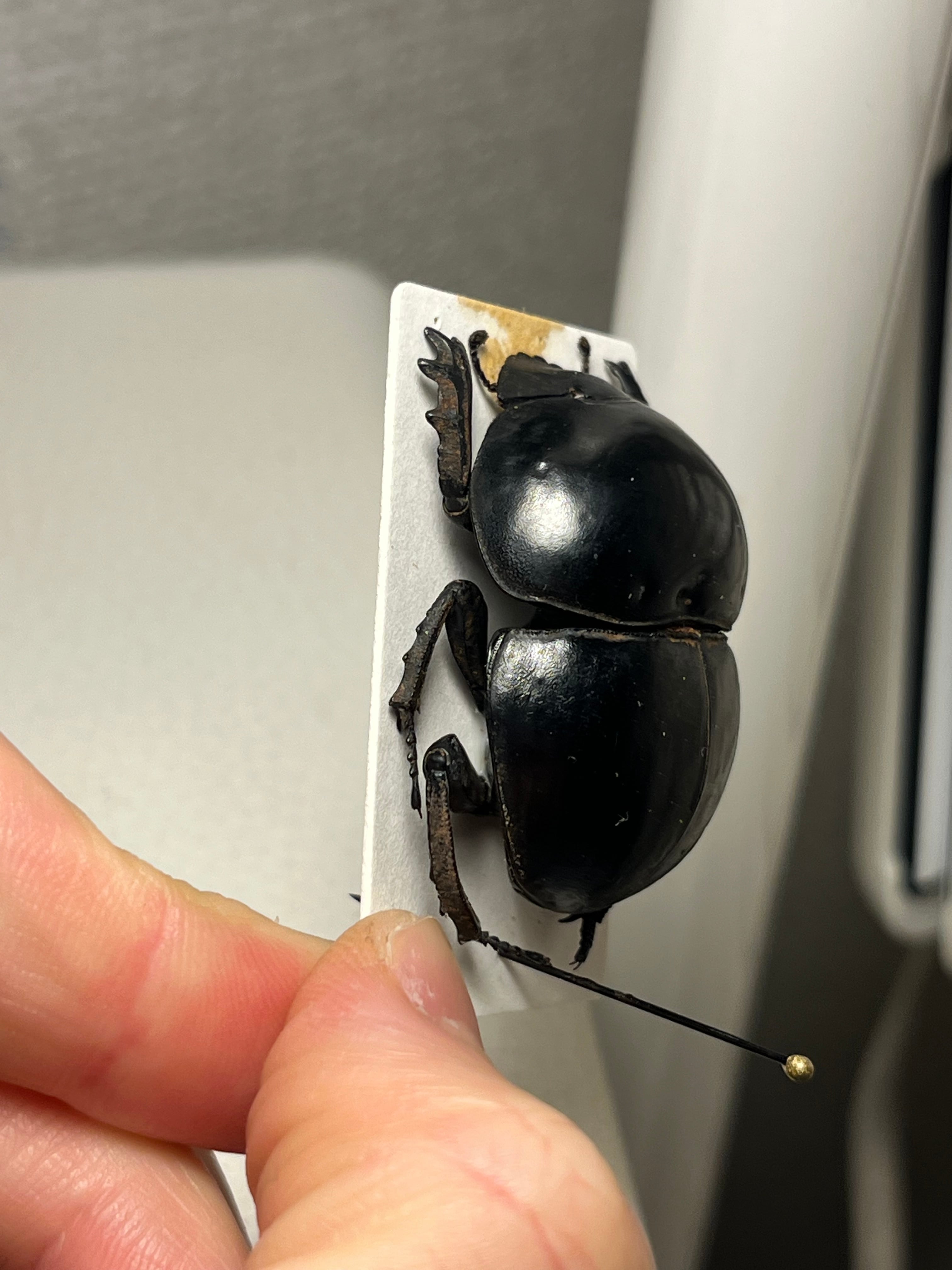 未展足38mm】ピンポンタマオシコガネ 飛べないフンコロガシ オオニジ