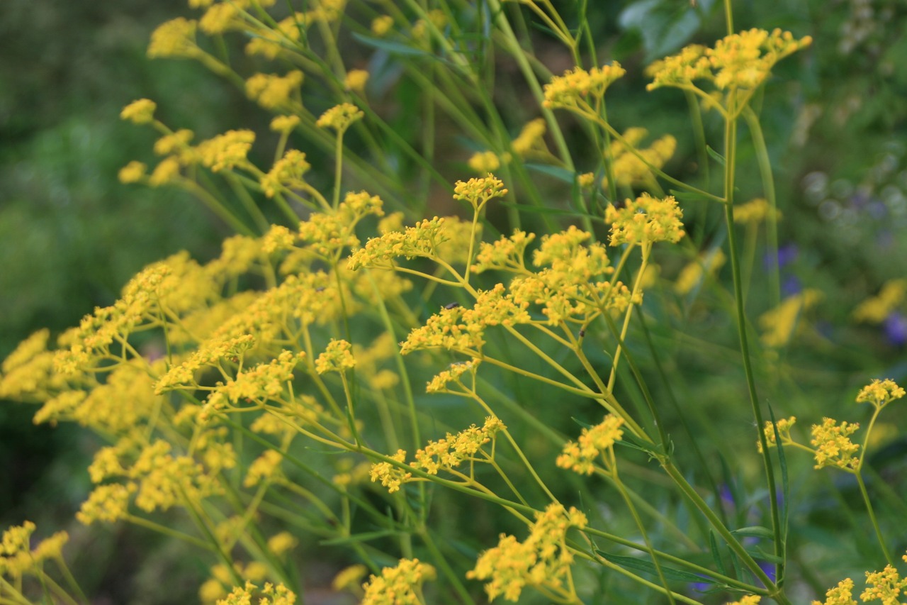 オミナエシ(女郎花)7,5cm〜9cmポットの画像01